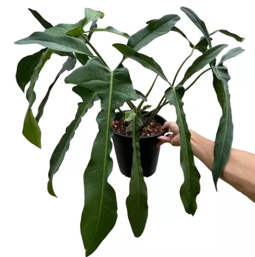 Philodendron longilobatum Lelano Miyano – Flora Magnifica Philodendron longilobatum Lelano Miyano – Flora Magnifica