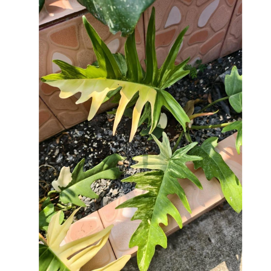 Philodendron Florida Beauty x P. tortum Variegated