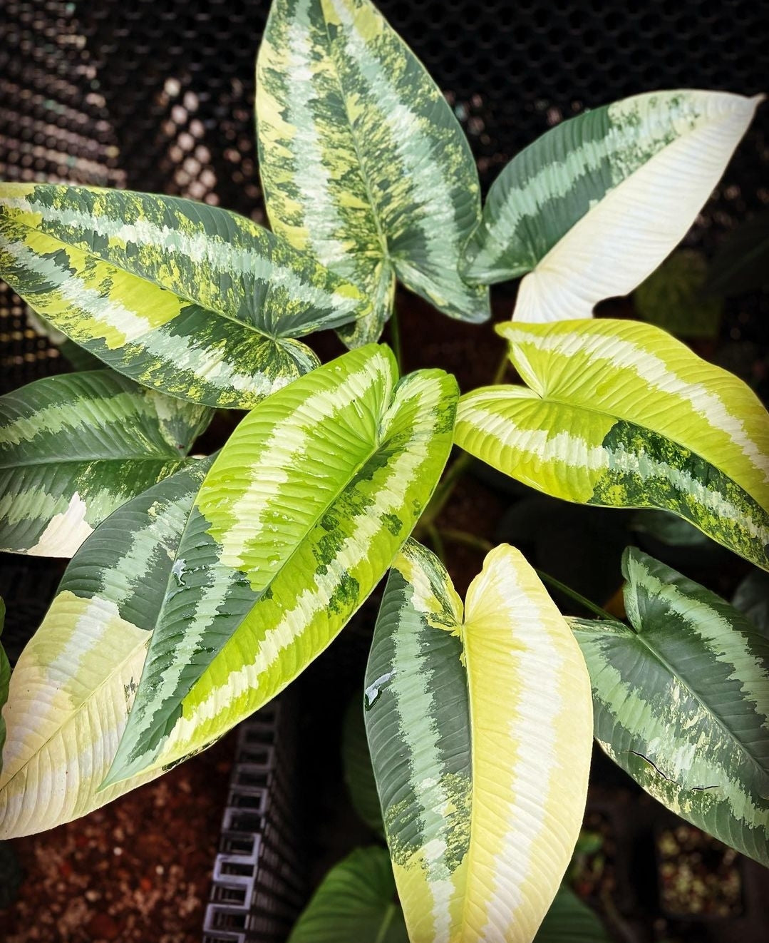 Schismatoglottis wallichii Aurea Variegated