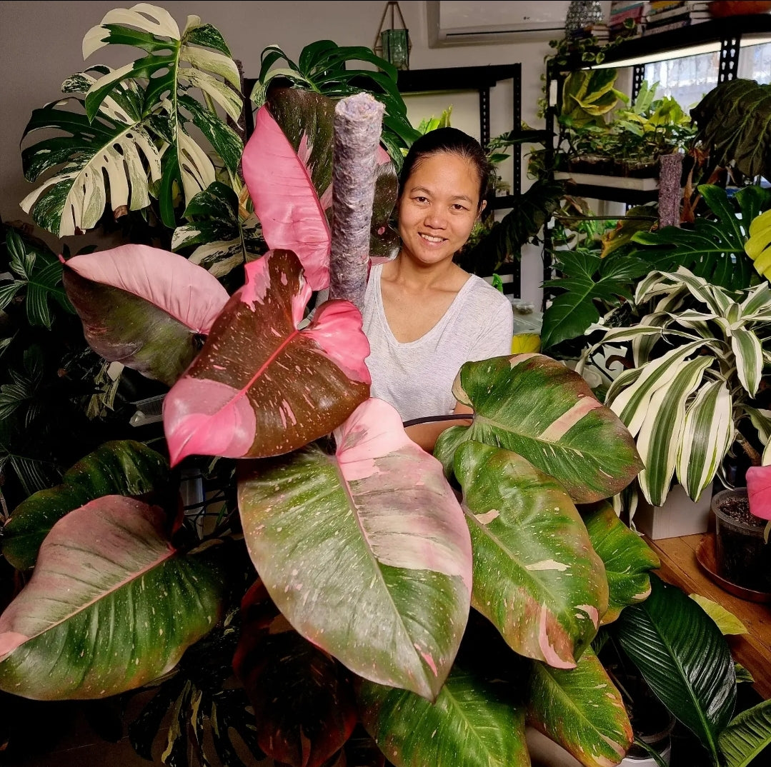 Philodendron pink princess