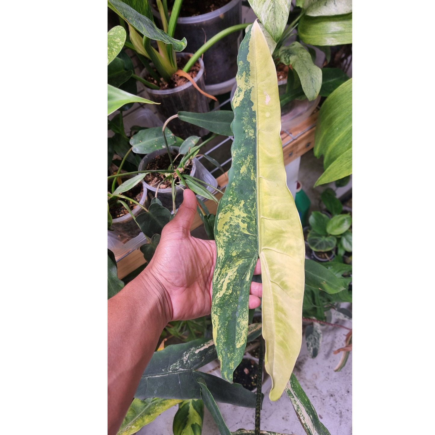 Alocasia tigrina superba Variegated