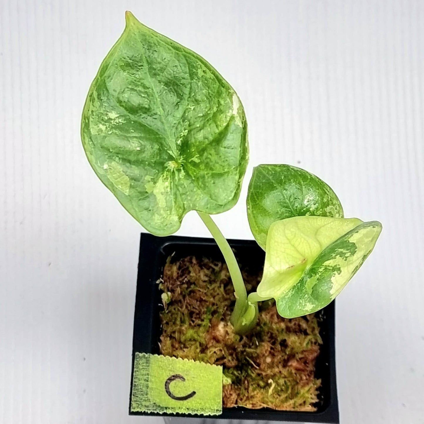 Alocasia Silver Dragon Albo Variegated