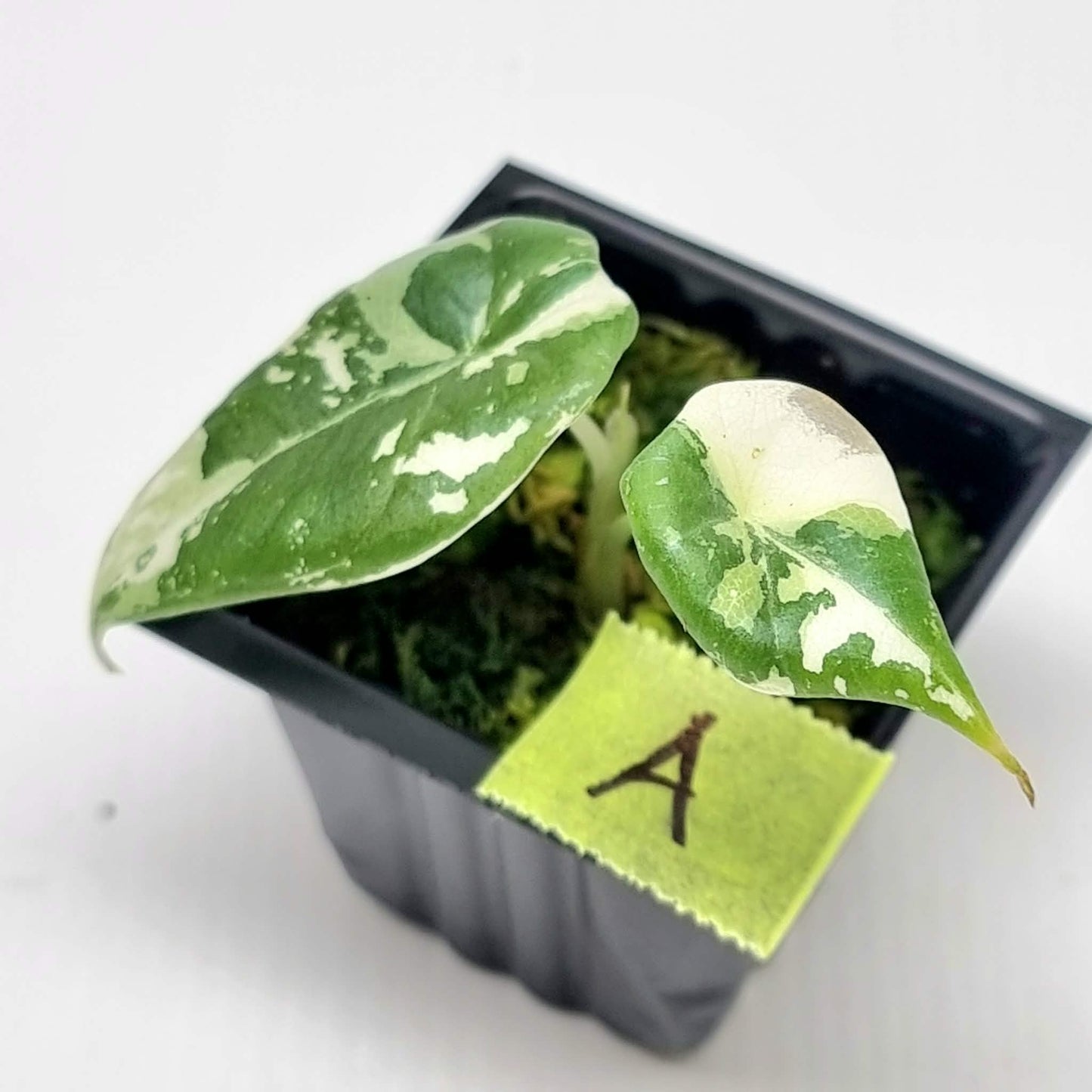 Alocasia Maharani Albo Variegated