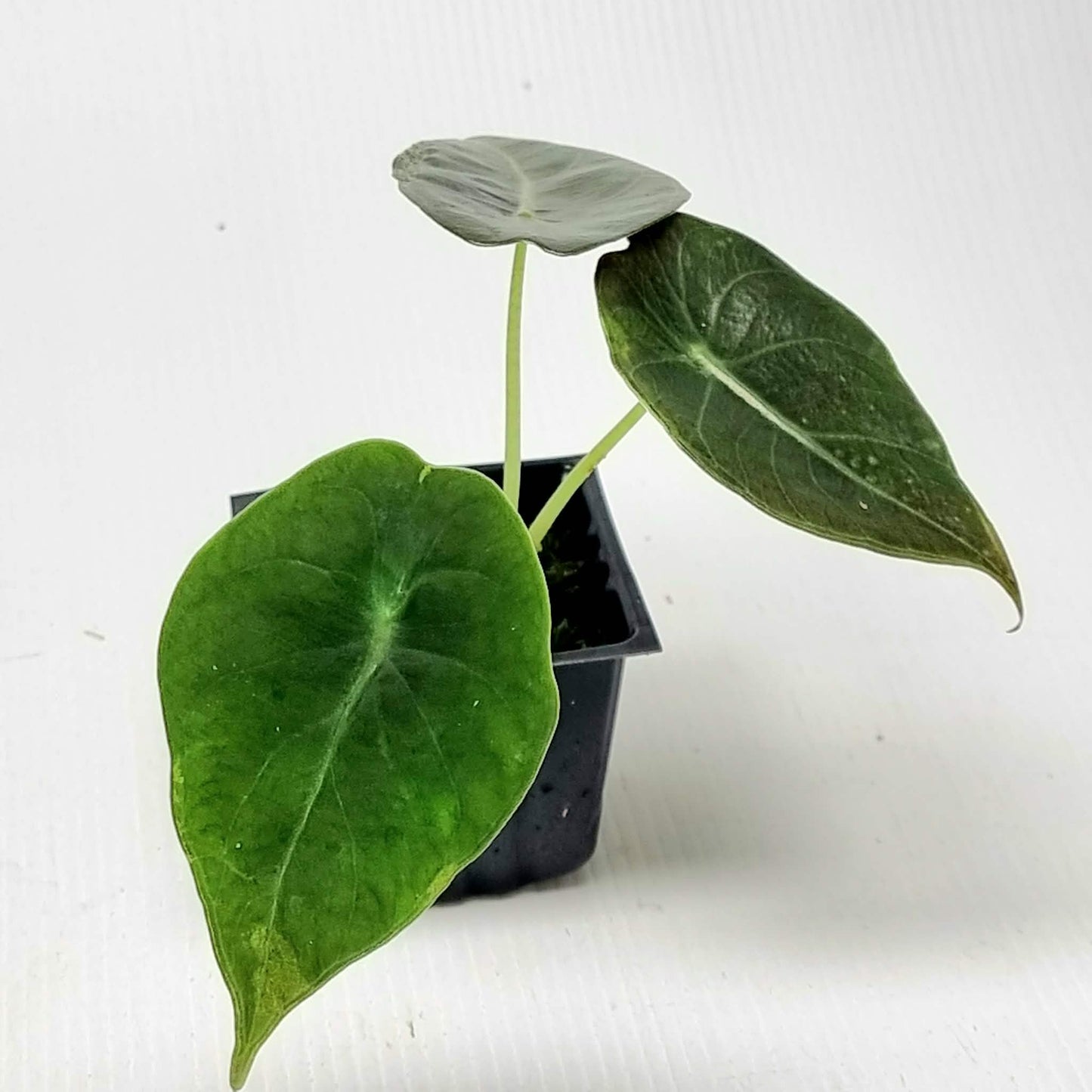 Alocasia sedenii Aurea Reverted