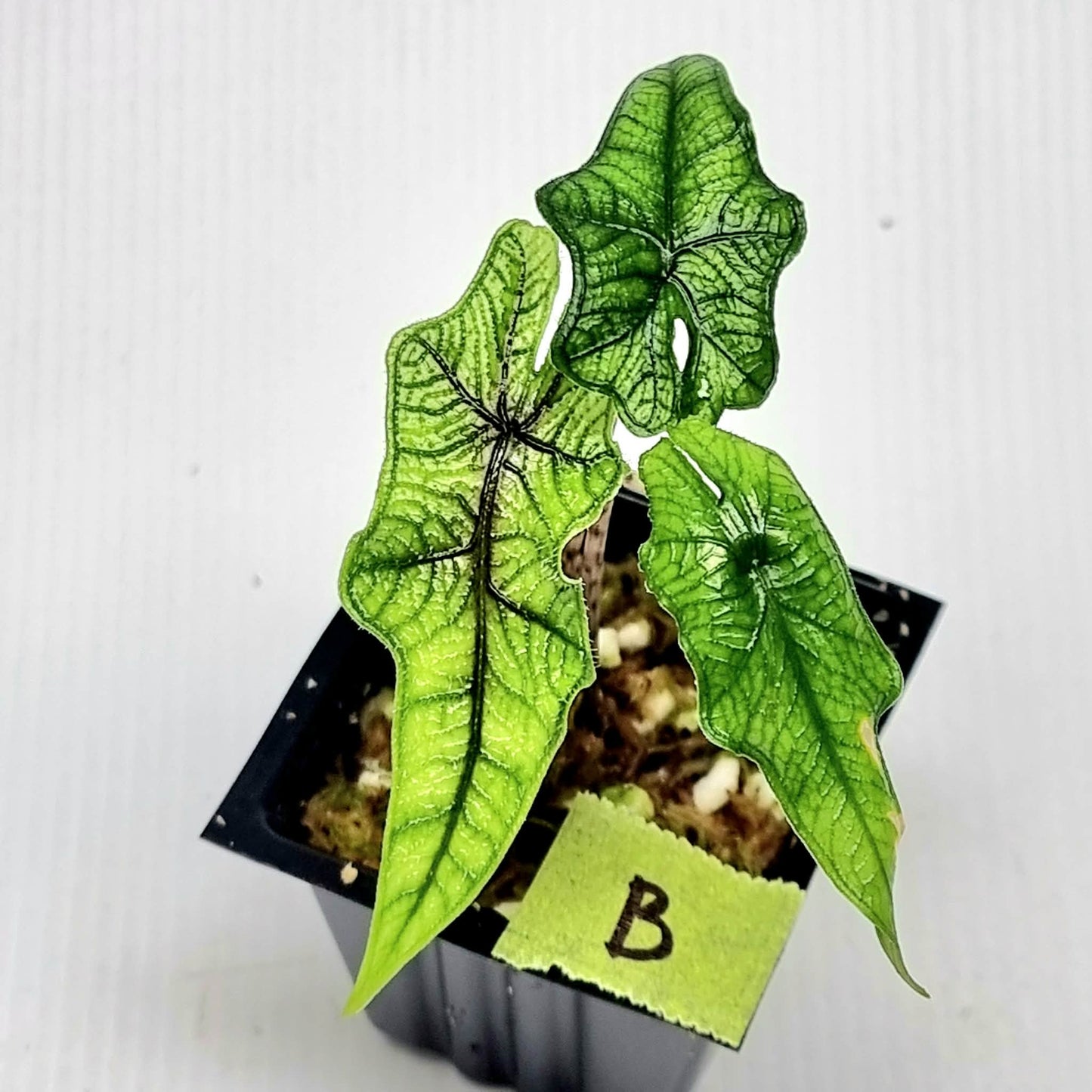 Alocasia Jacklyn Reverted