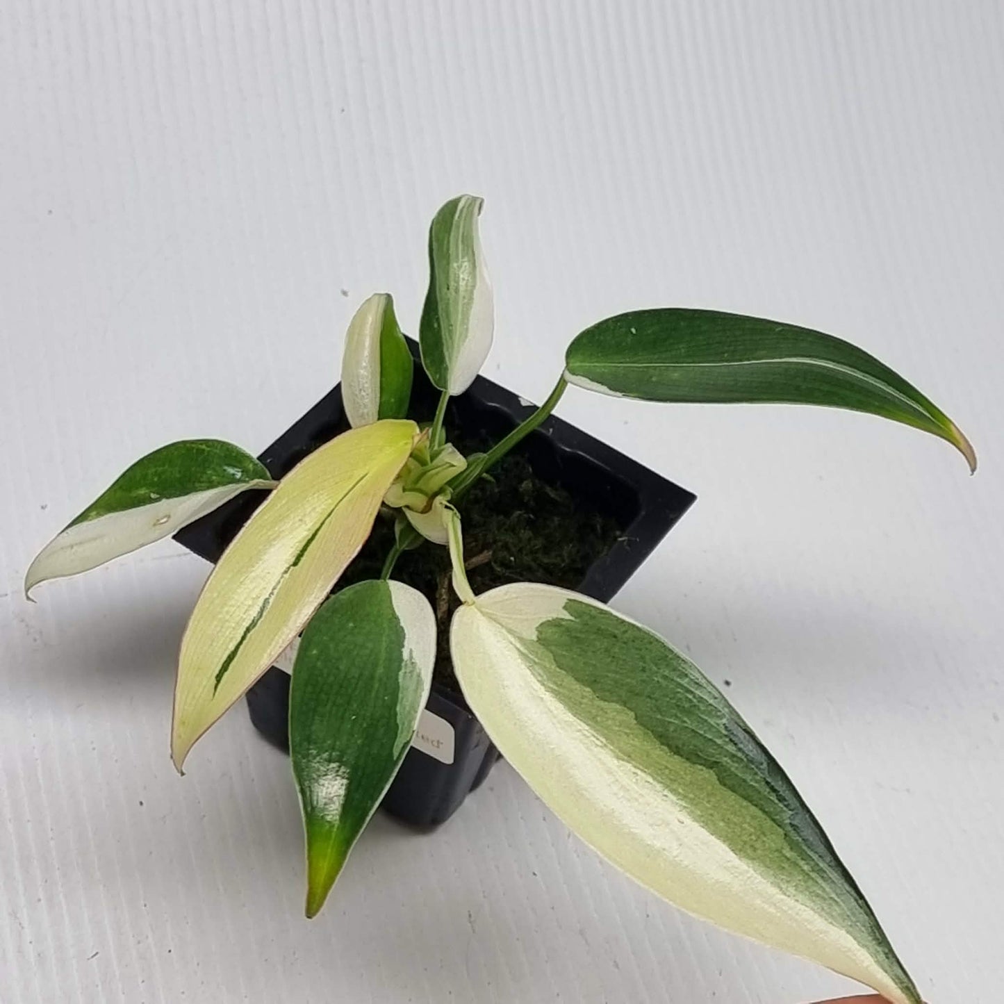Philodendron longilobatum Albo Variegated