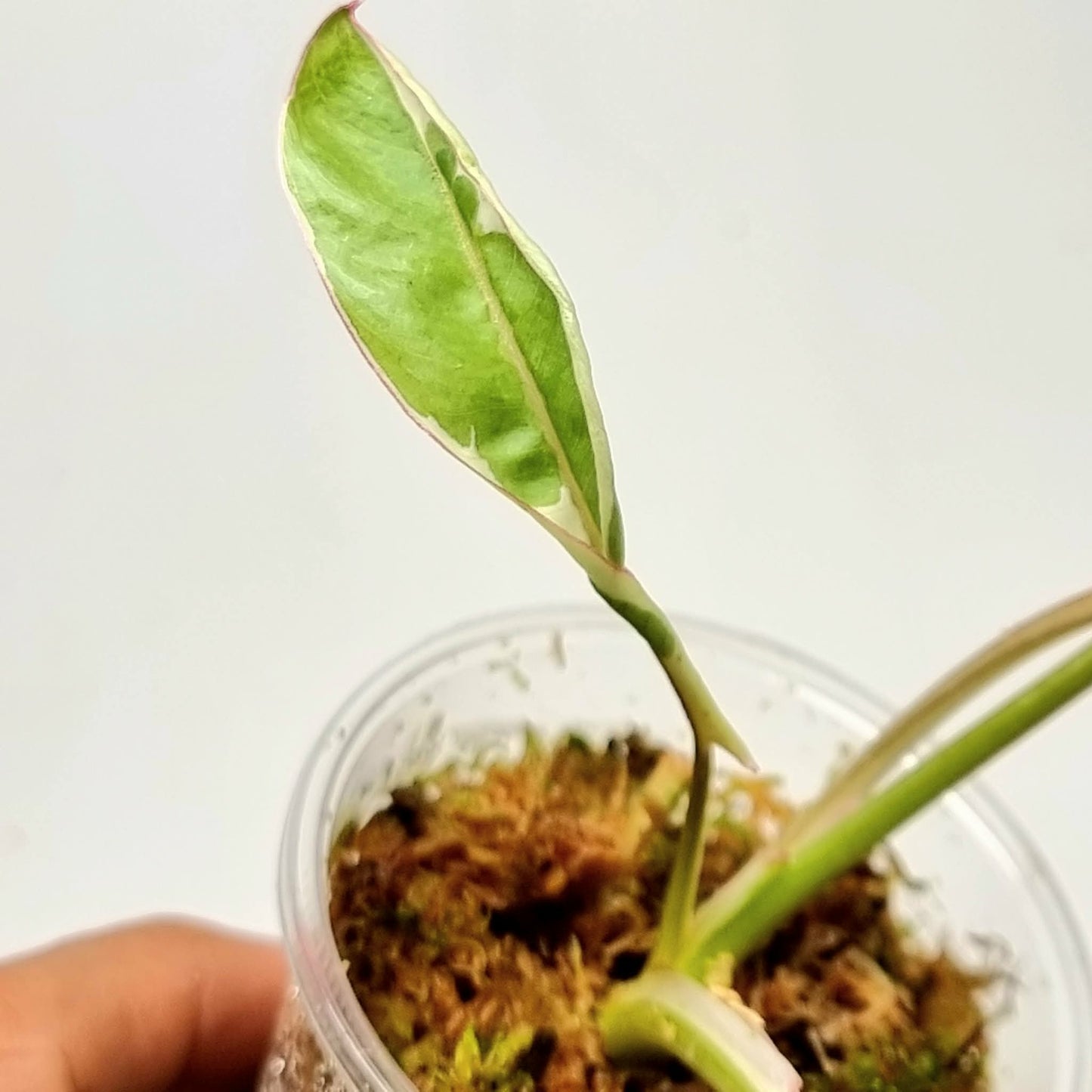 Philodendron Paraiso Verde Albo Variegated