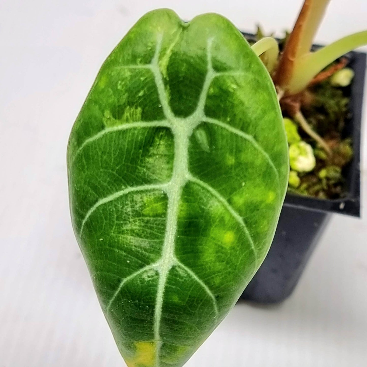 Alocasia Watsoniana Doff Albo Low Variegated