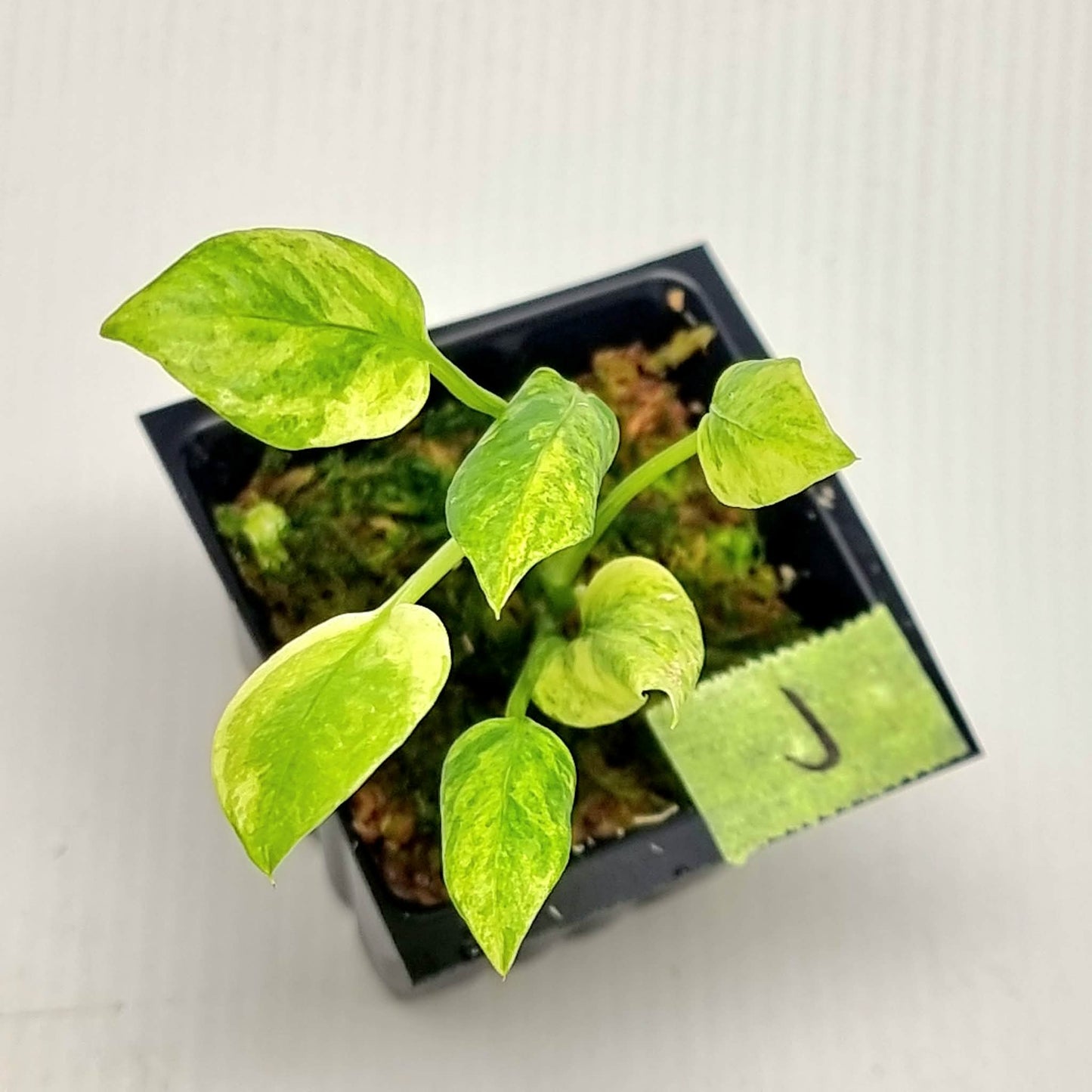 Anthurium vittariifolium Variegated