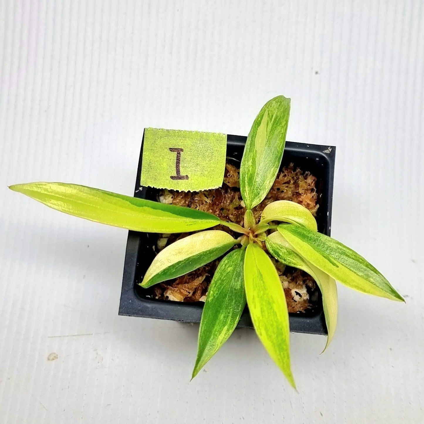 Philodendron Caramel Marble