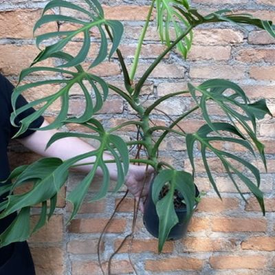 rare monstera for sale Monstera Burle Marx's Flame – Flora Magnifica Australia