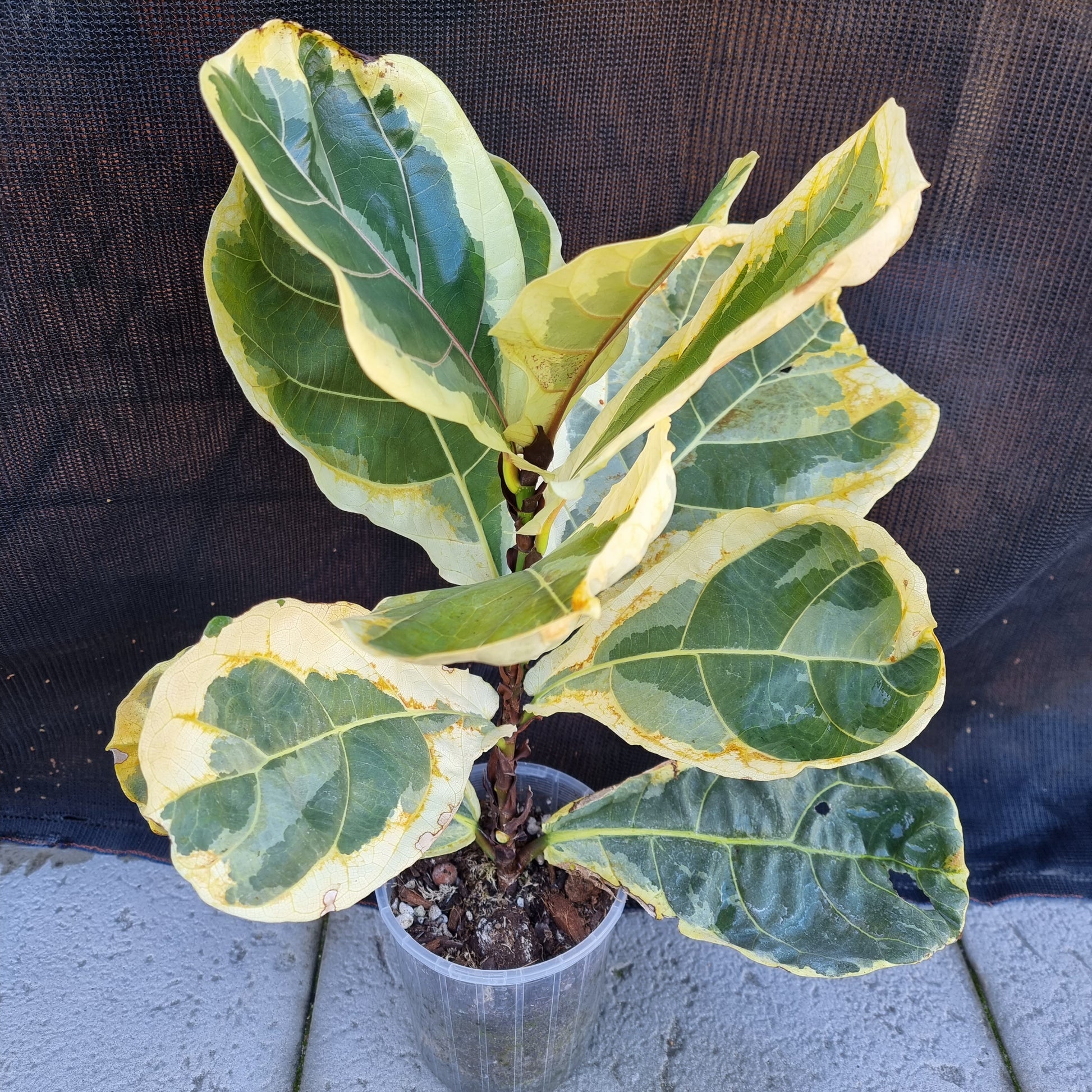 rare Ficus lyrata variegated for sale in Perth Australia