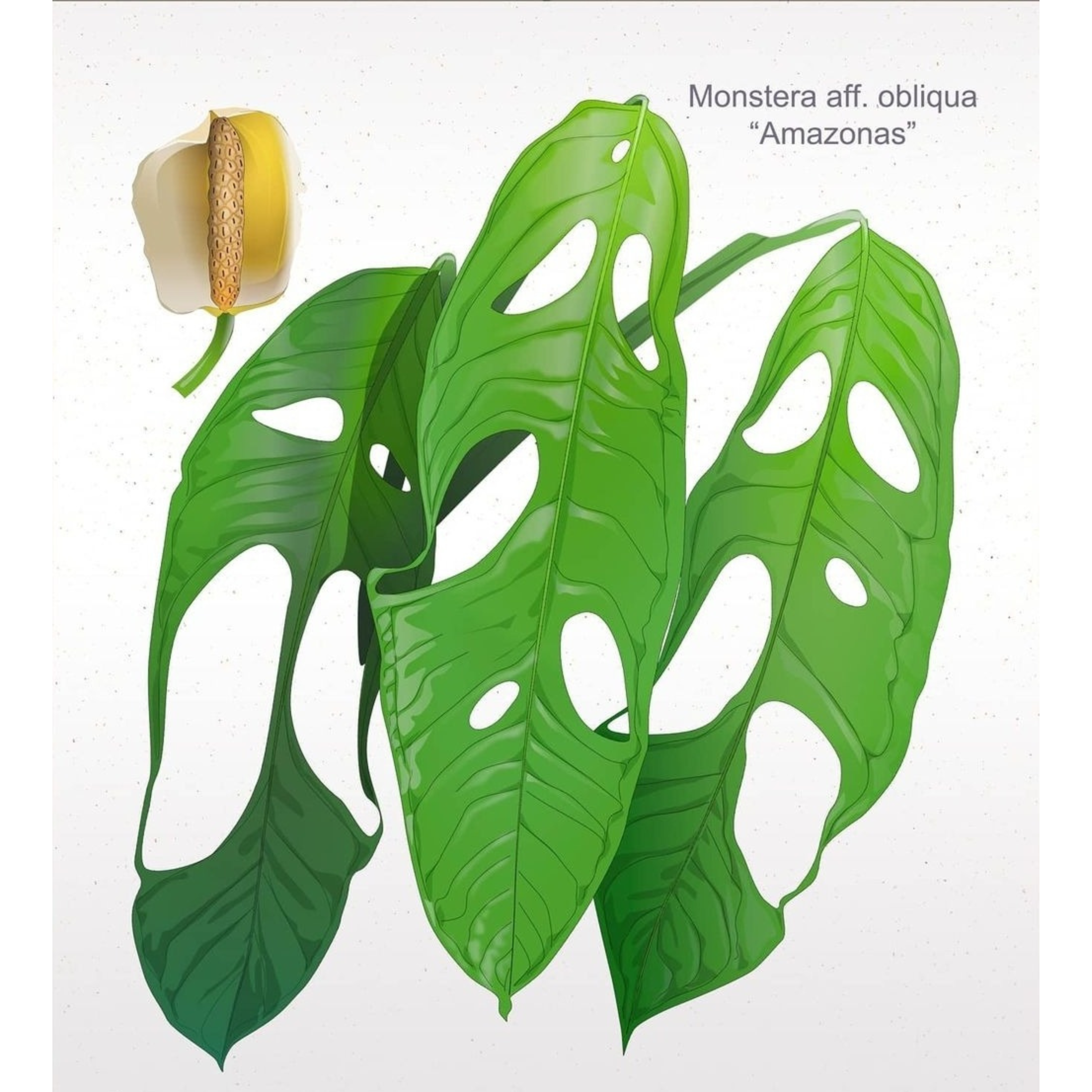 monstera obliqua amazonas Monstera obliqua Amazonas – Flora Magnifica Australia