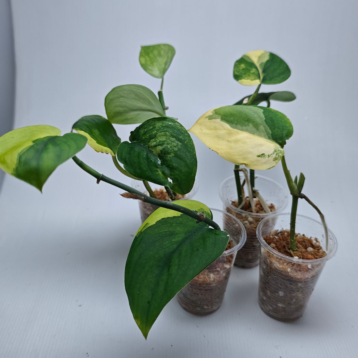 Scindapsus Jade Satin Aurea Variegated, Rooted Cutting