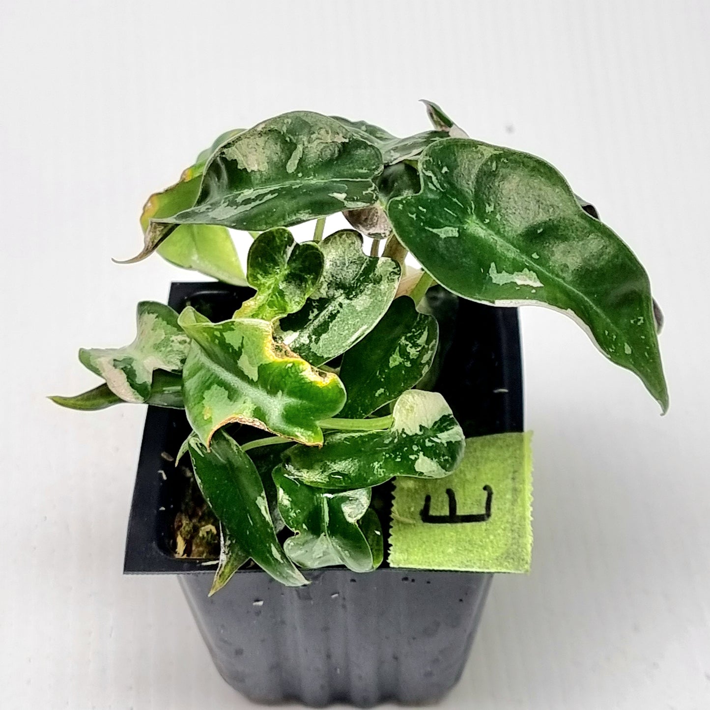 Alocasia Pink Swirl variegated