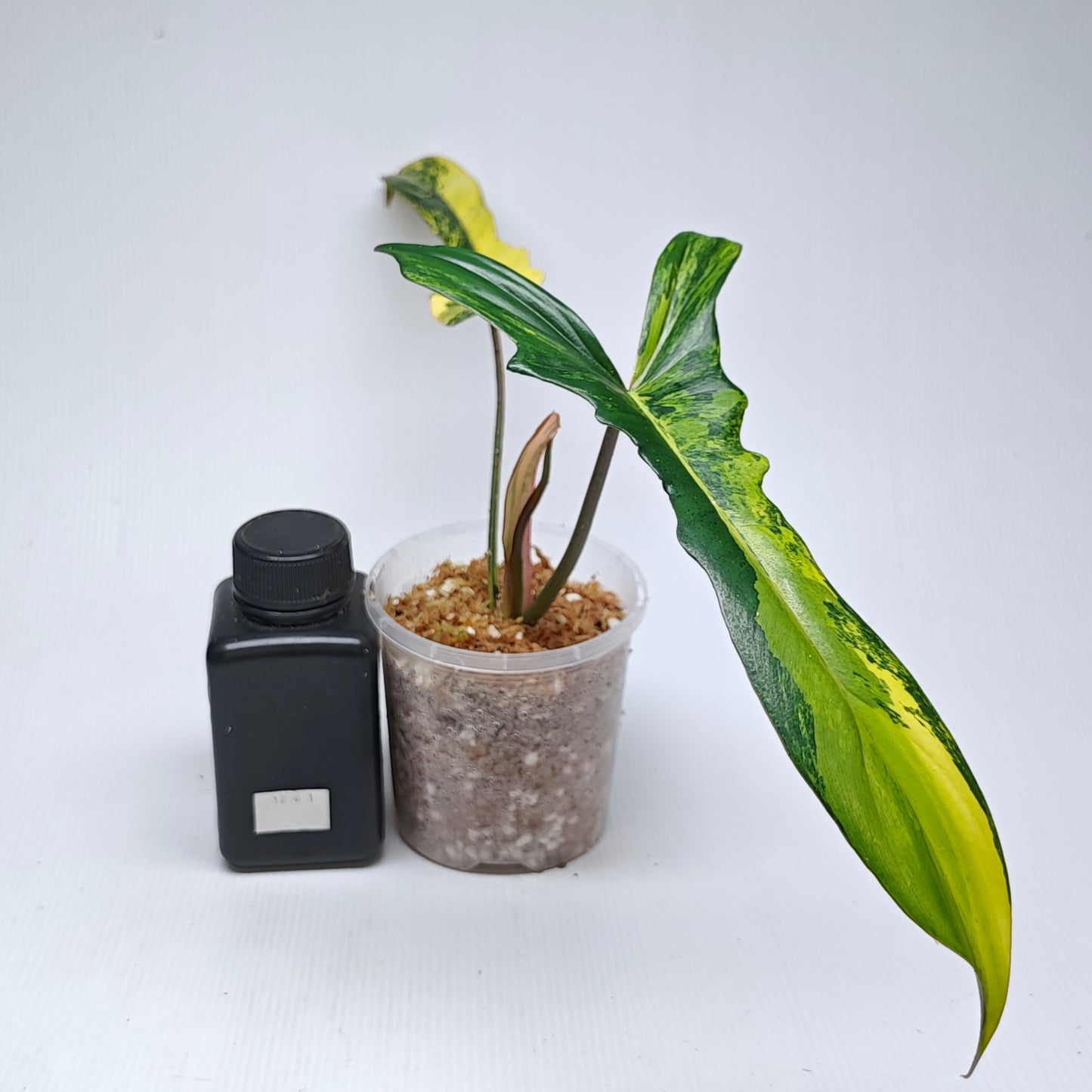 Philodendron Chaos (Florida Beauty x mayoi narrow Form)