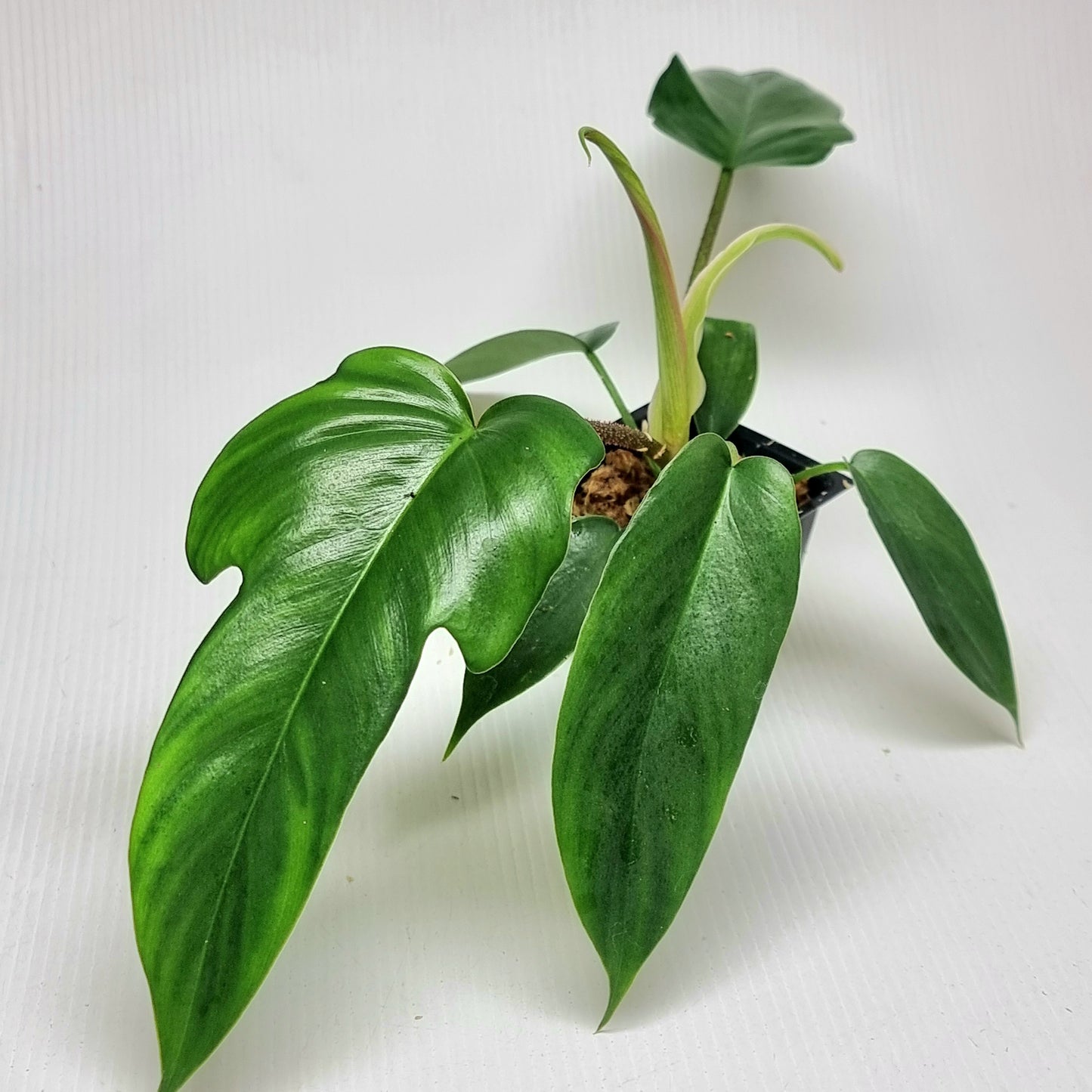 Philodendron squamiferum X P. Florida Beauty REVERTED