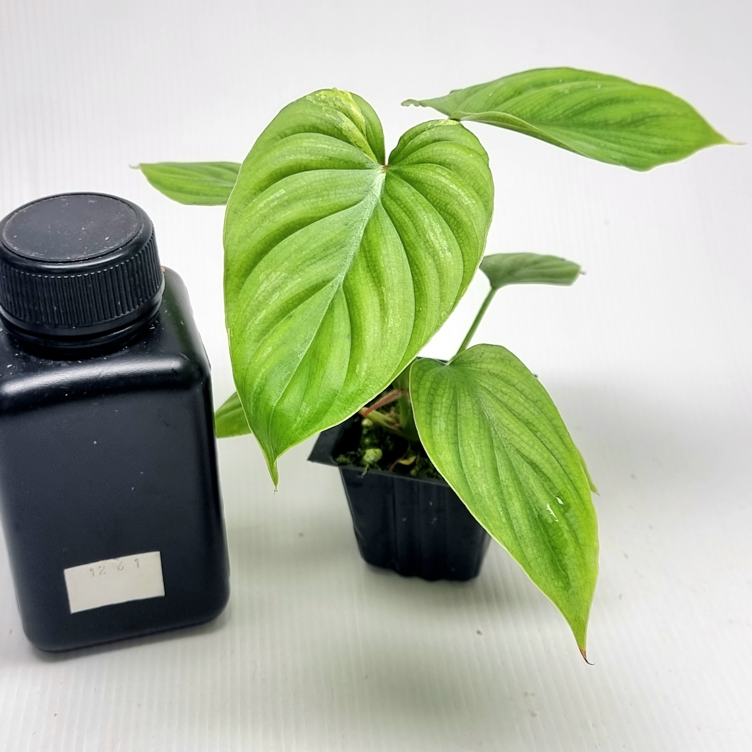 Philodendron plowmanii Variegated – Flora Magnifica Australia