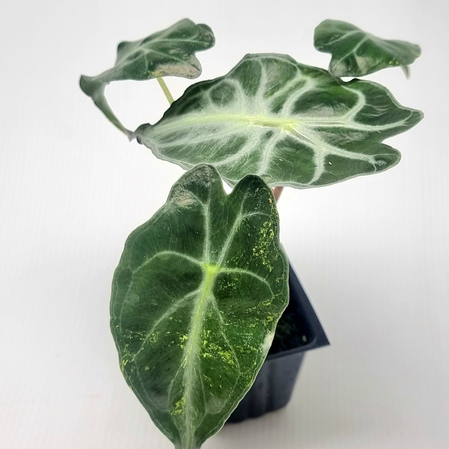 Alocasia Venom Aurea Variegated