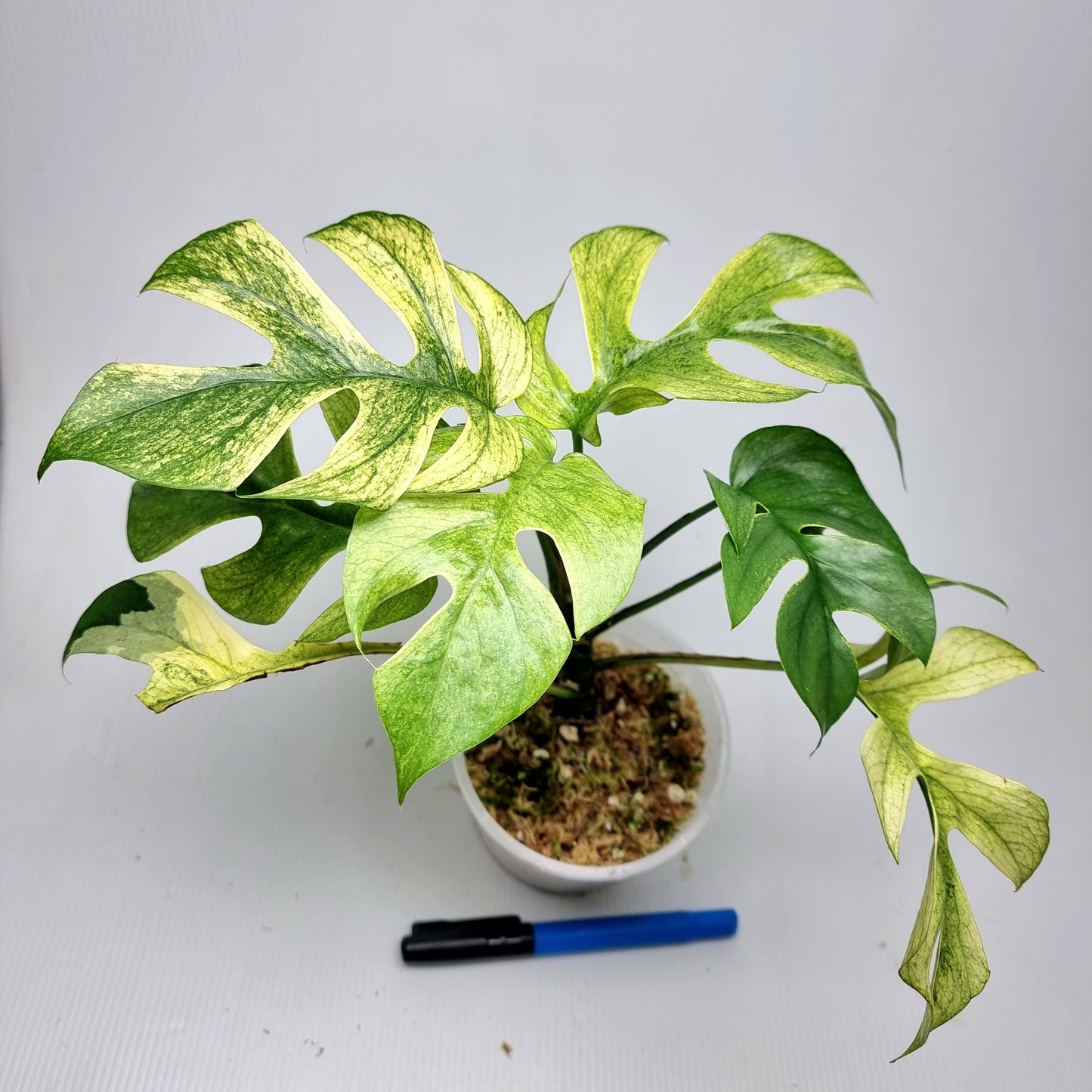 Rhaphidophora tetrasperma Mint
