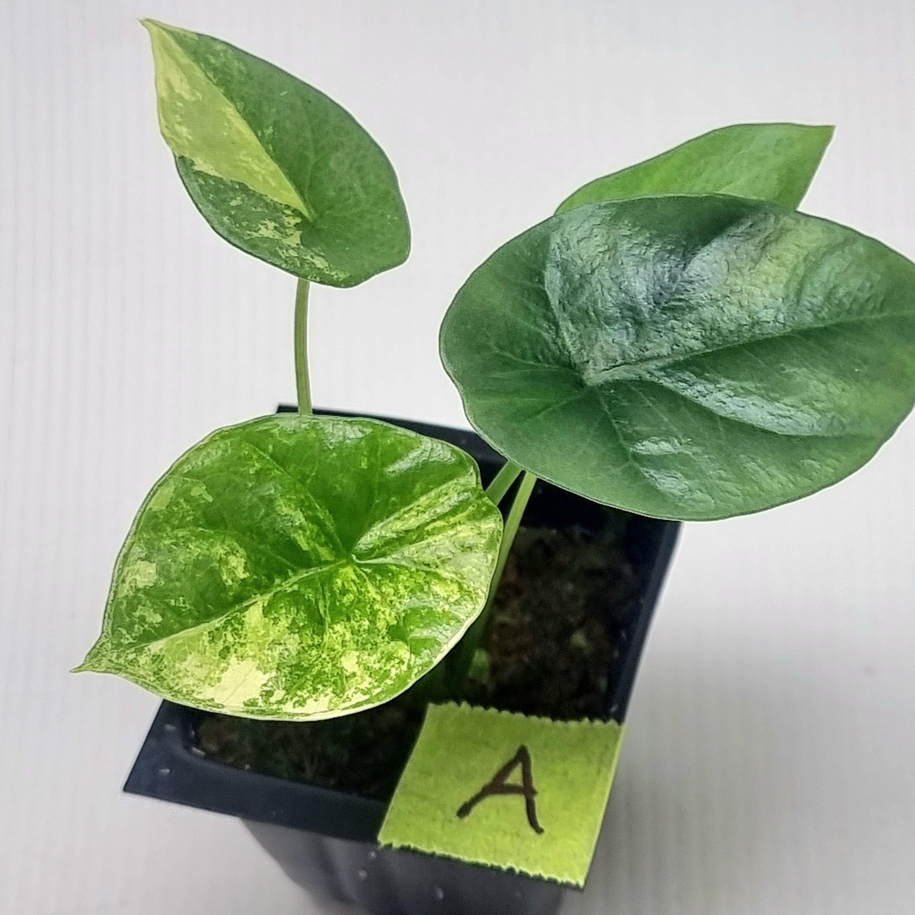 Alocasia sinuata Albo Variegated – Flora Magnifica Australia