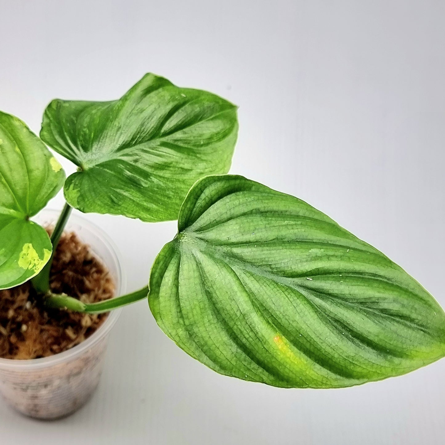 Philodendron plowmanii Variegated
