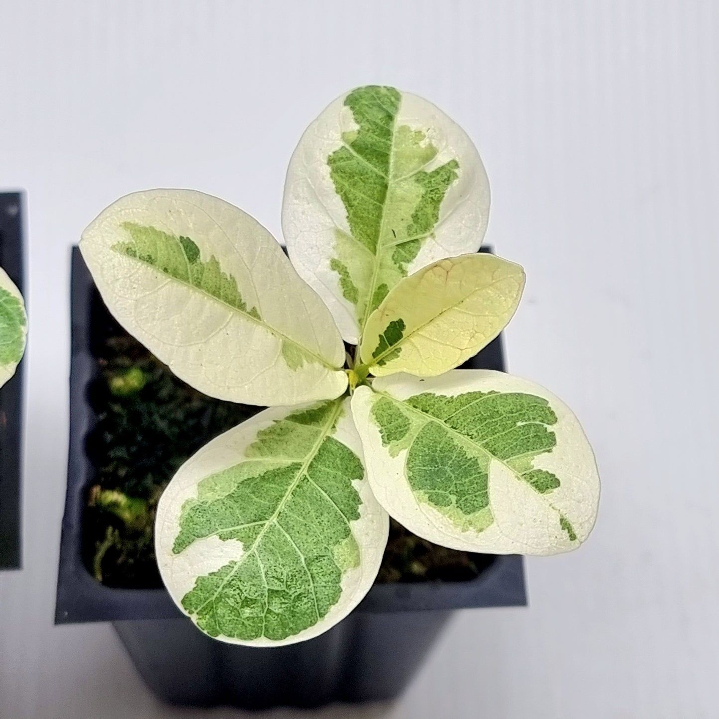 Ficus lyrata variegated