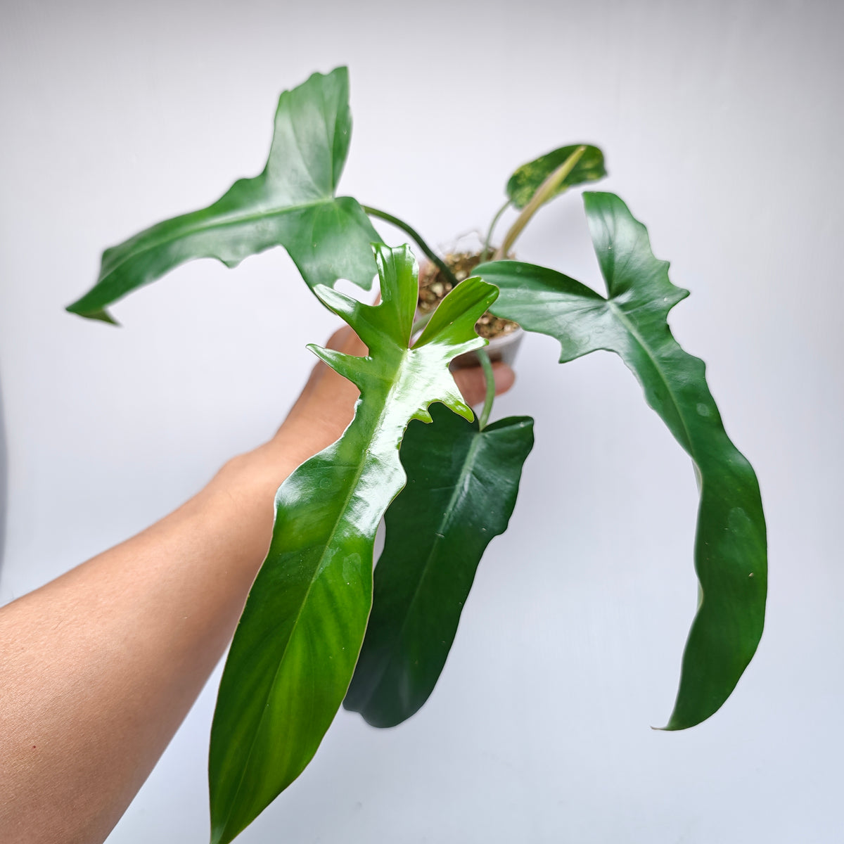 Philodendron Florida Beauty x P. mayoi Reverted