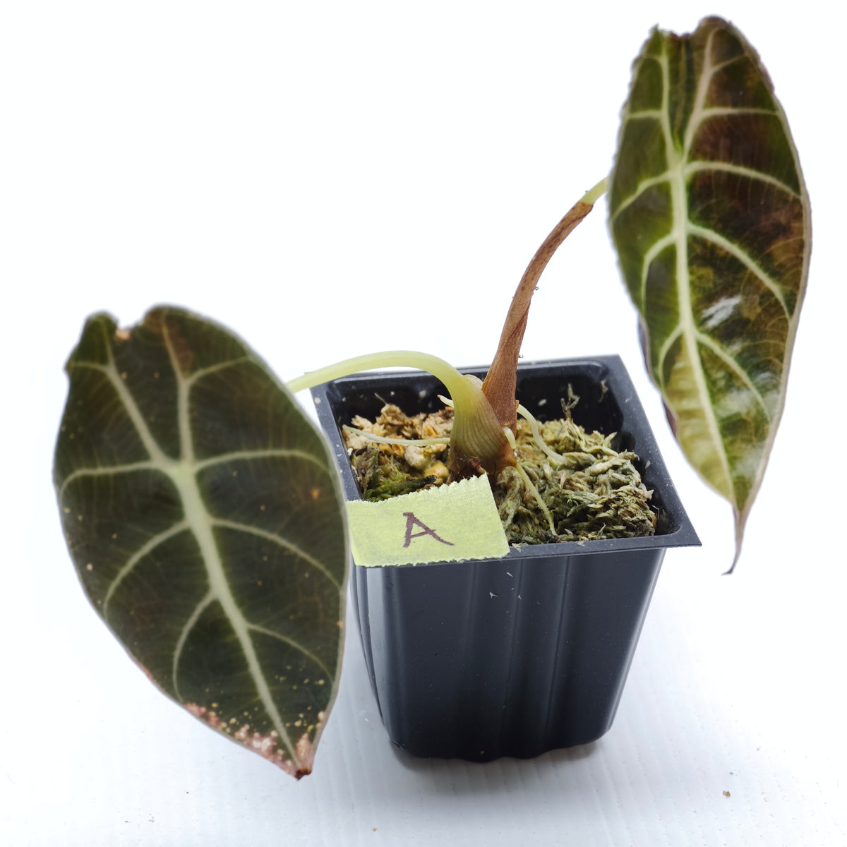 Alocasia watsoniana Aurea Variegated
