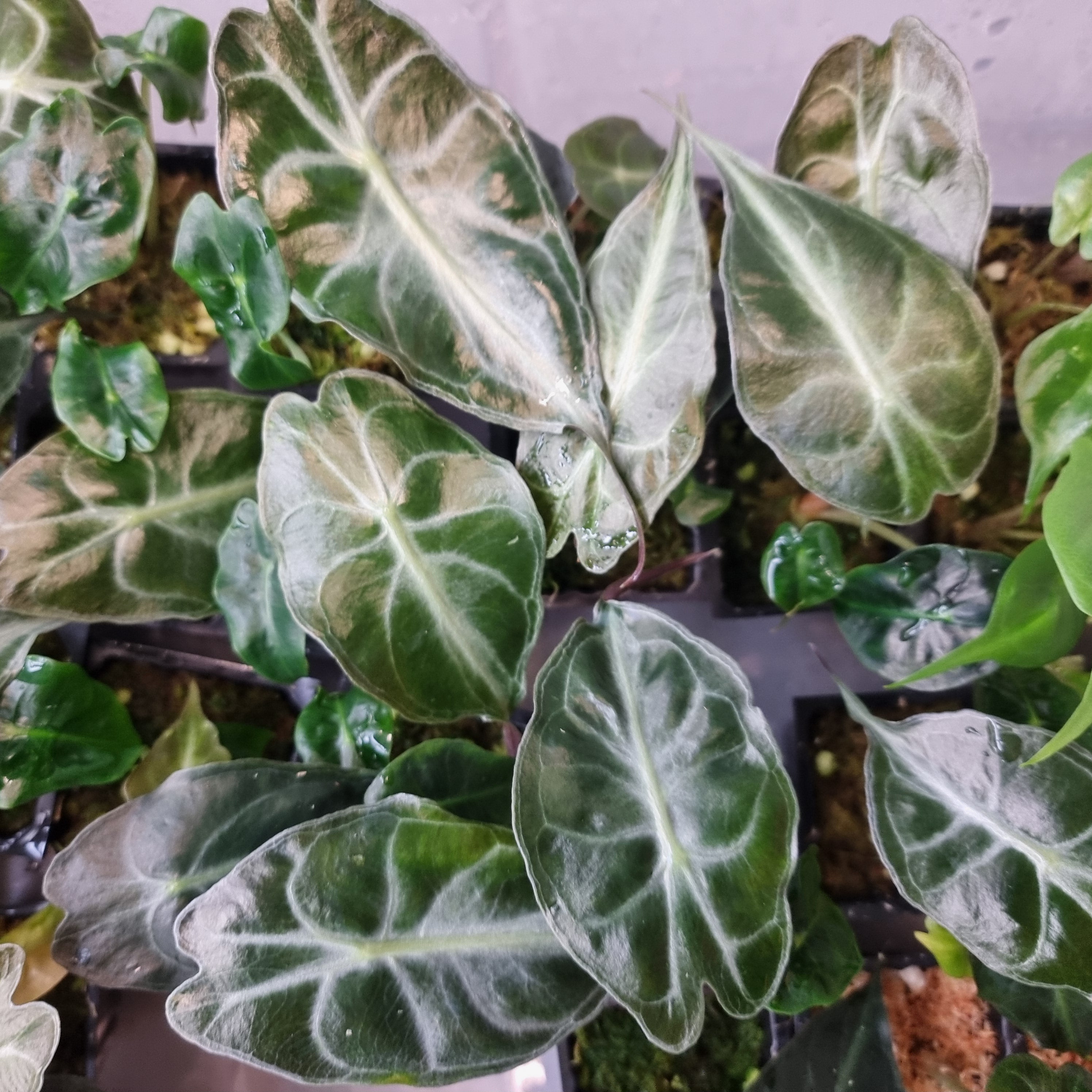 アロカシア ヴェノム Alocasia 'Venom' s50、m50 希少】アロカシア