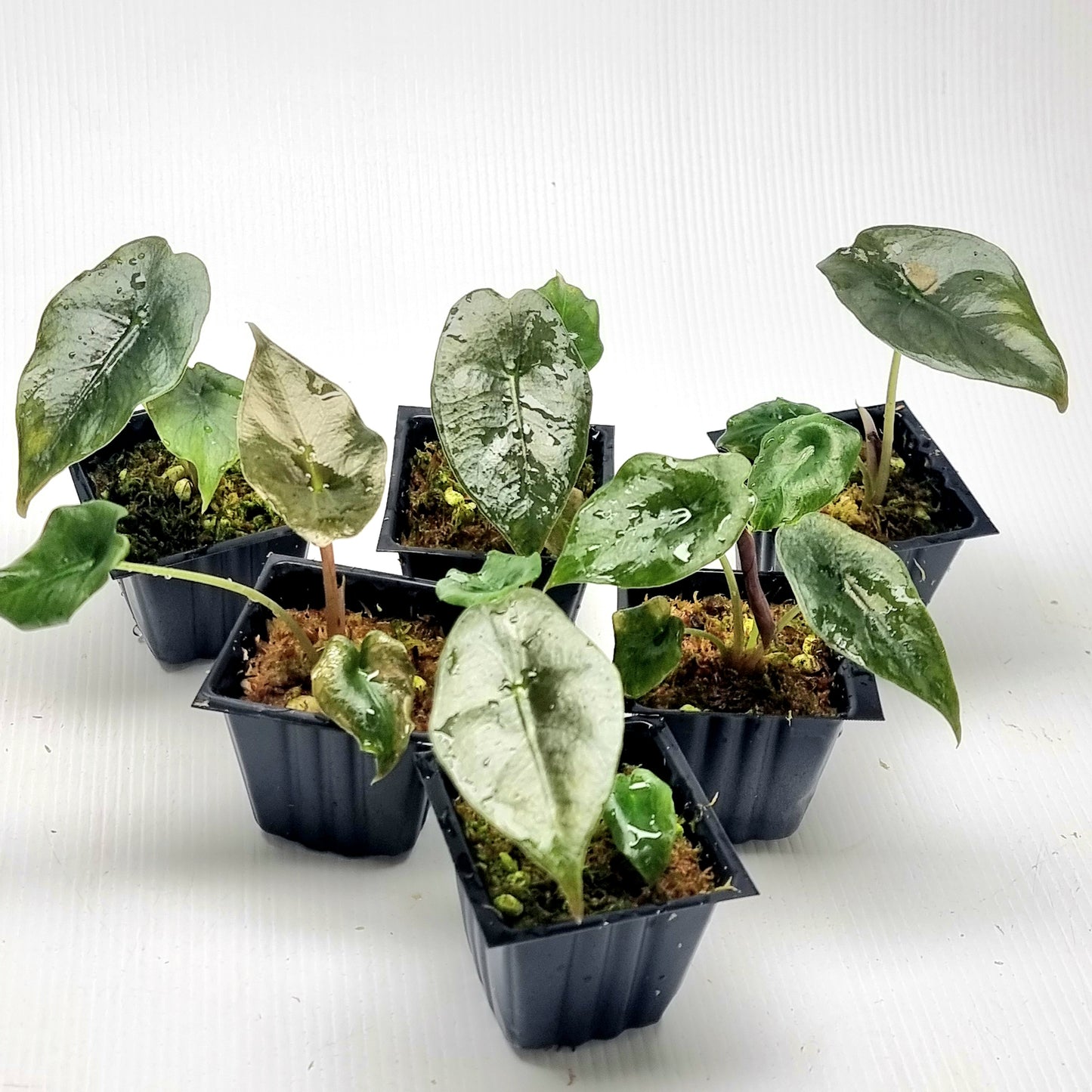 Alocasia Chantrieri REVERTED
