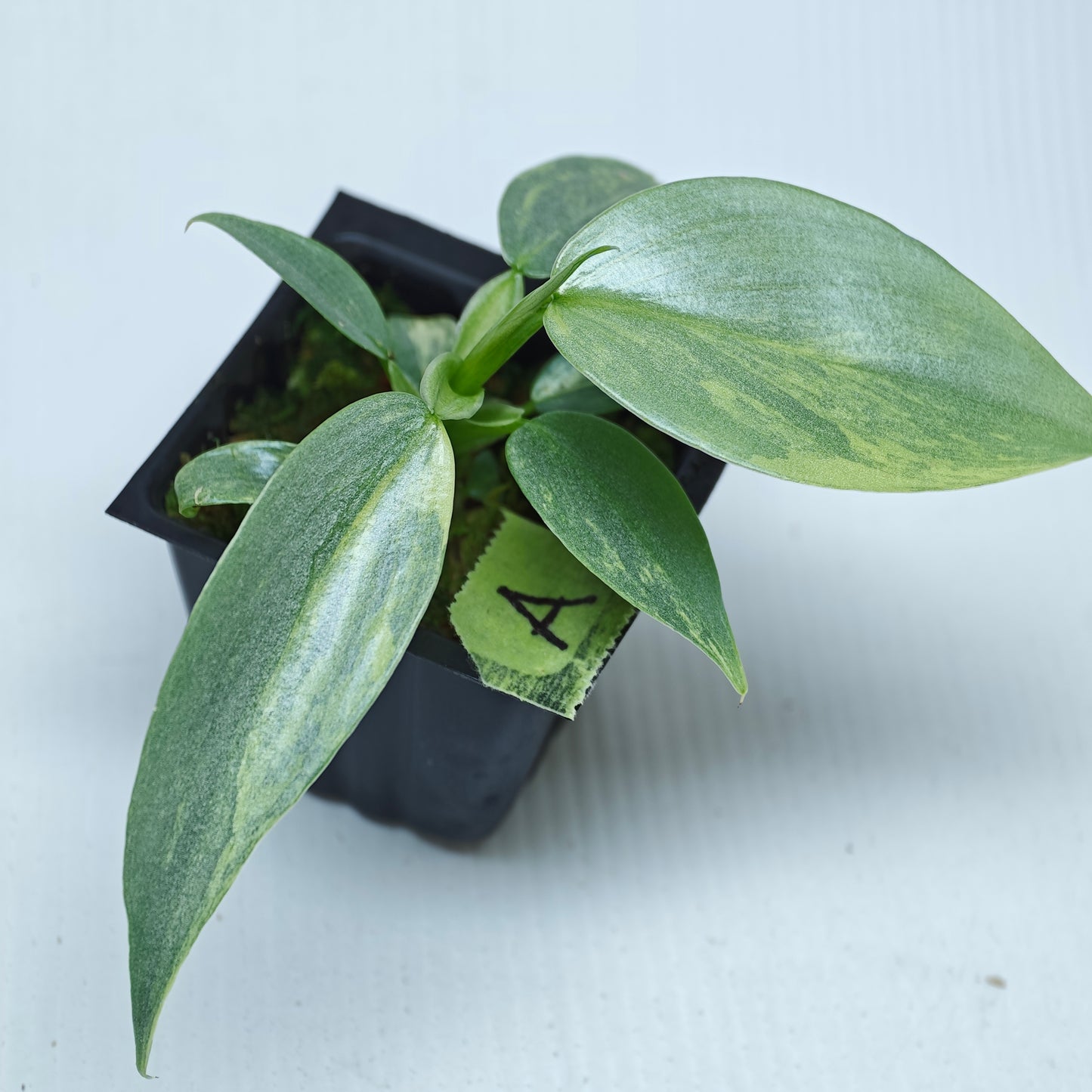 Philodendron Silver Sword Variegated