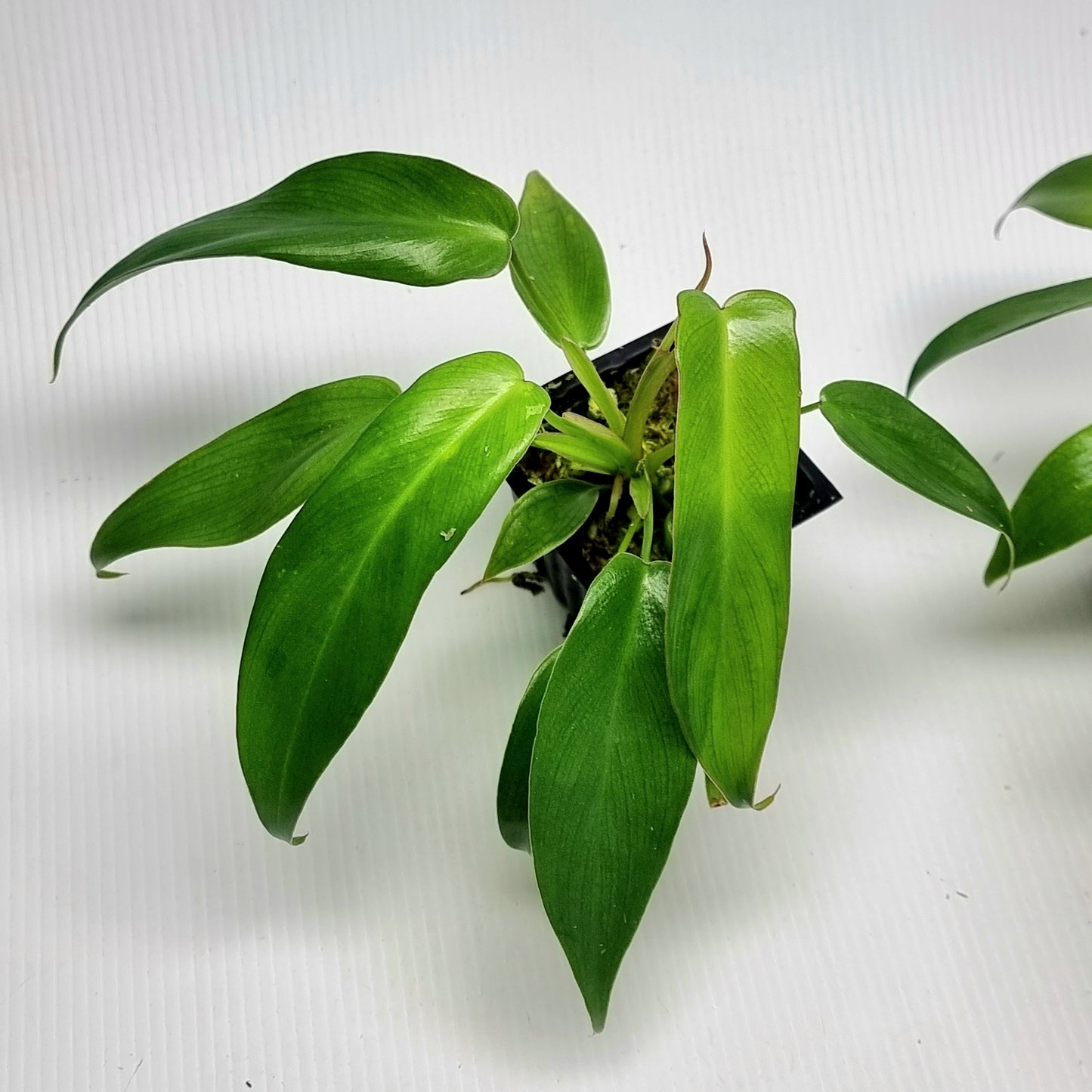 Philodendron longilobatum Lelano Miyano