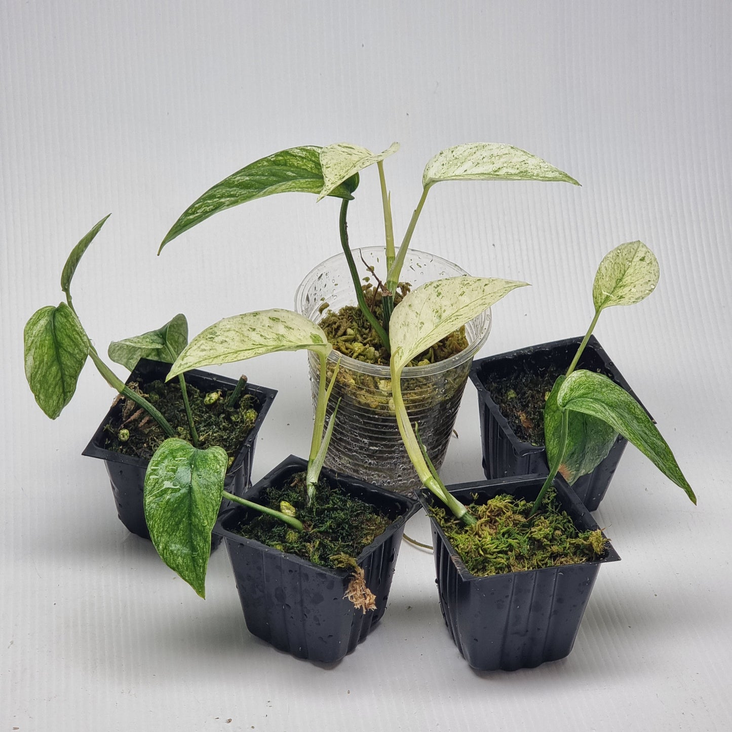 Epipremnum pinnatum Marble sp Bali Hanoman from cuttings