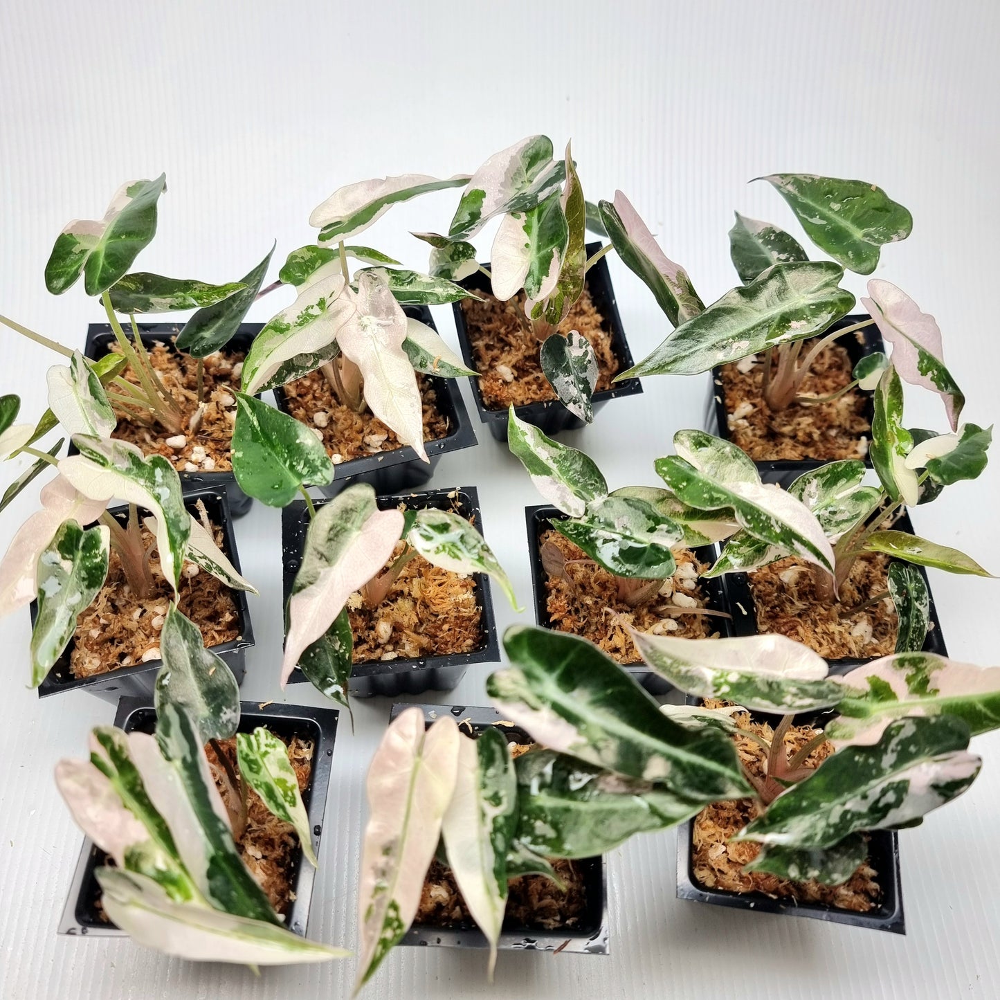 Alocasia Bambino Pink Variegated