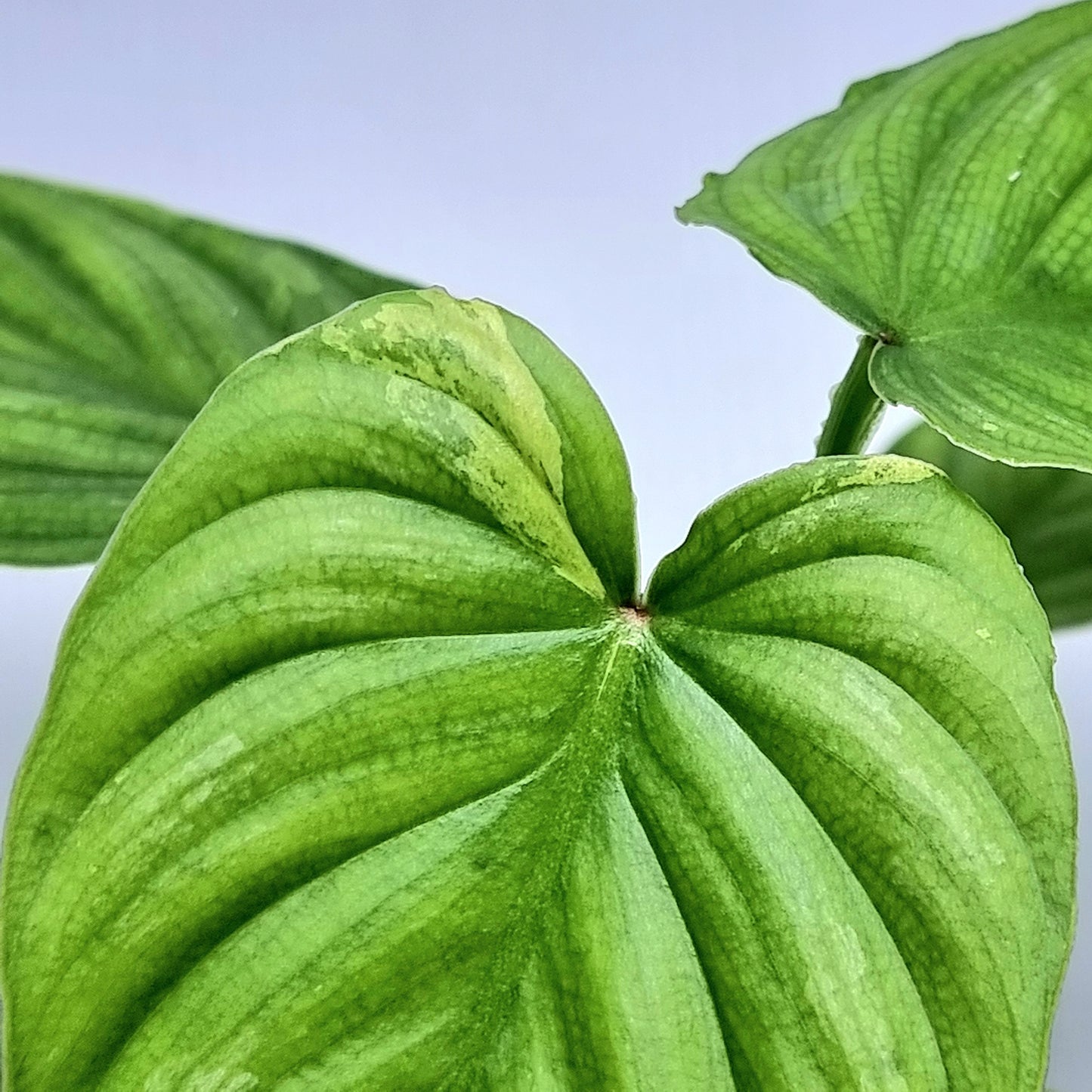 Philodendron plowmanii Variegated