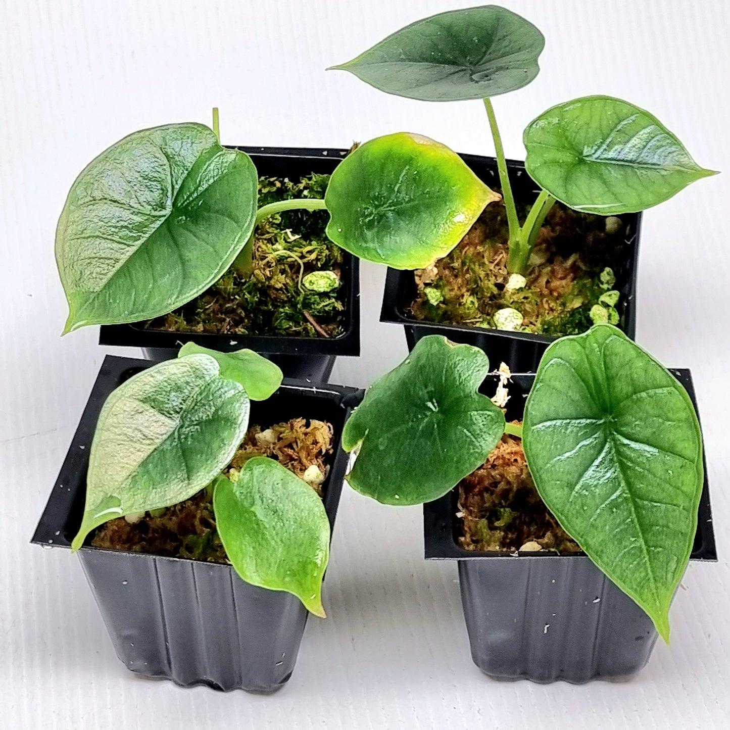 Alocasia Platinum/Bisma Albo REVERTED