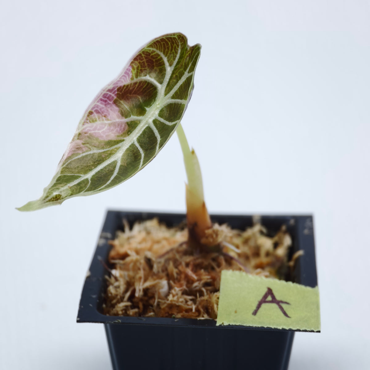 Alocasia watsoniana Doff Pink Variegated