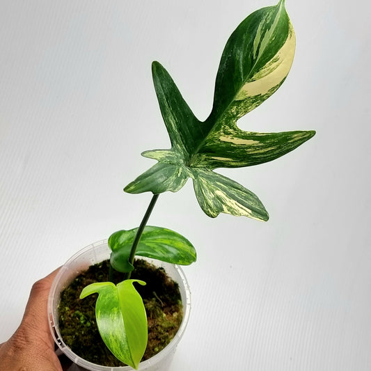 Philodendron pedatum Variegated