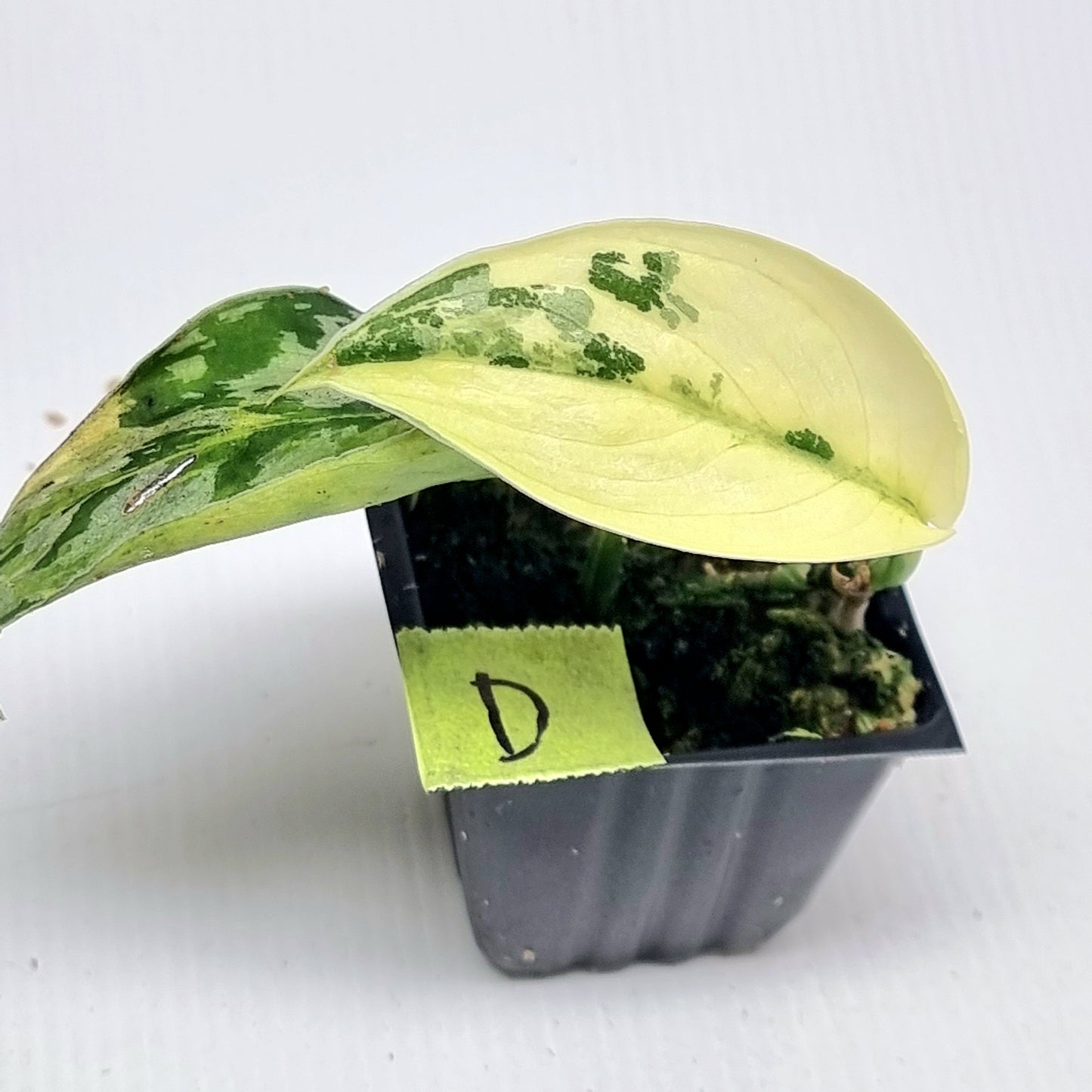 Variegated Scindapsus pictus Albo AKA Scindapsus Mayari