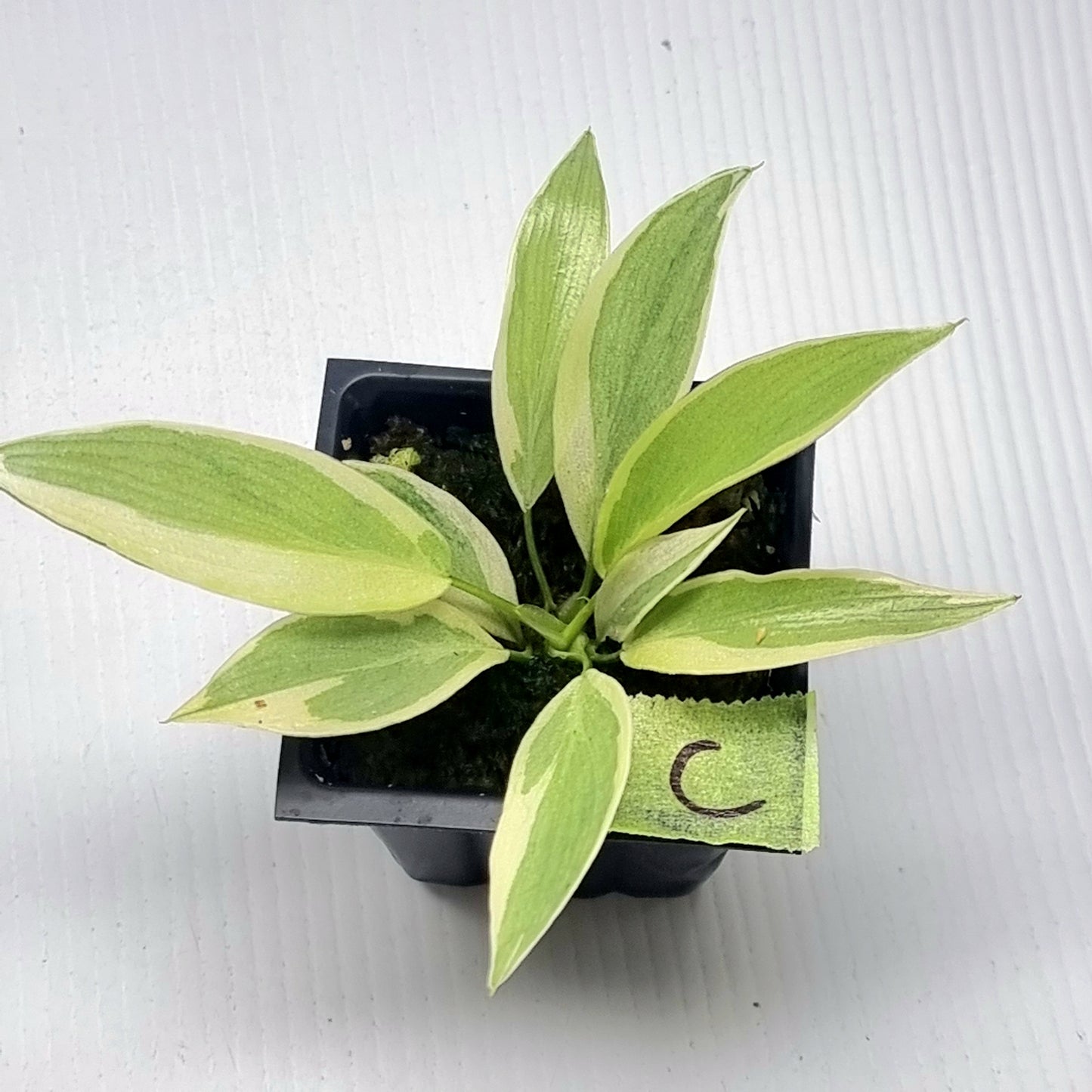 Philodendron longilobatum Albo Variegated