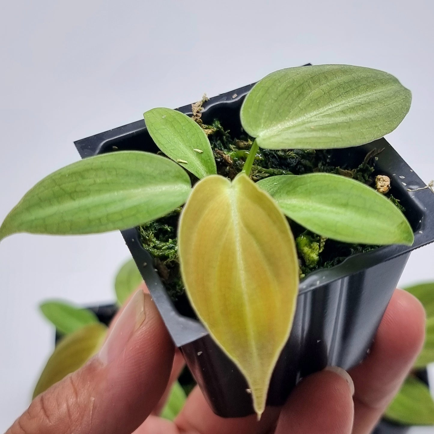 Philodendron melanochrysum Reverted