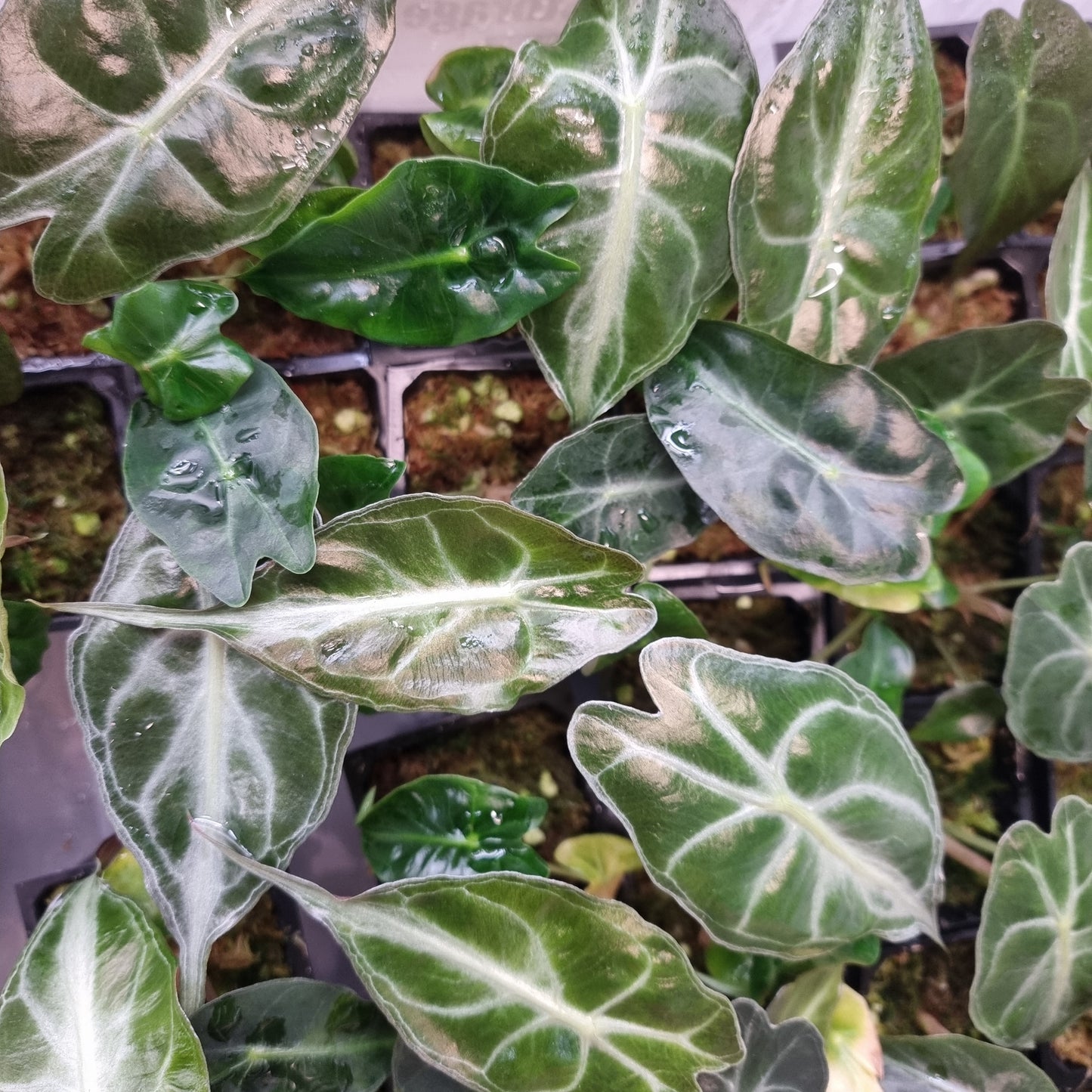 Alocasia Venom