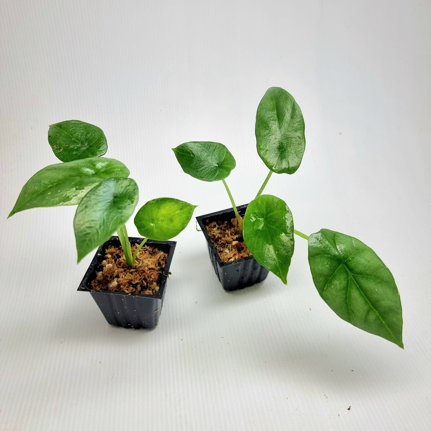 Alocasia sinuata REVERTED