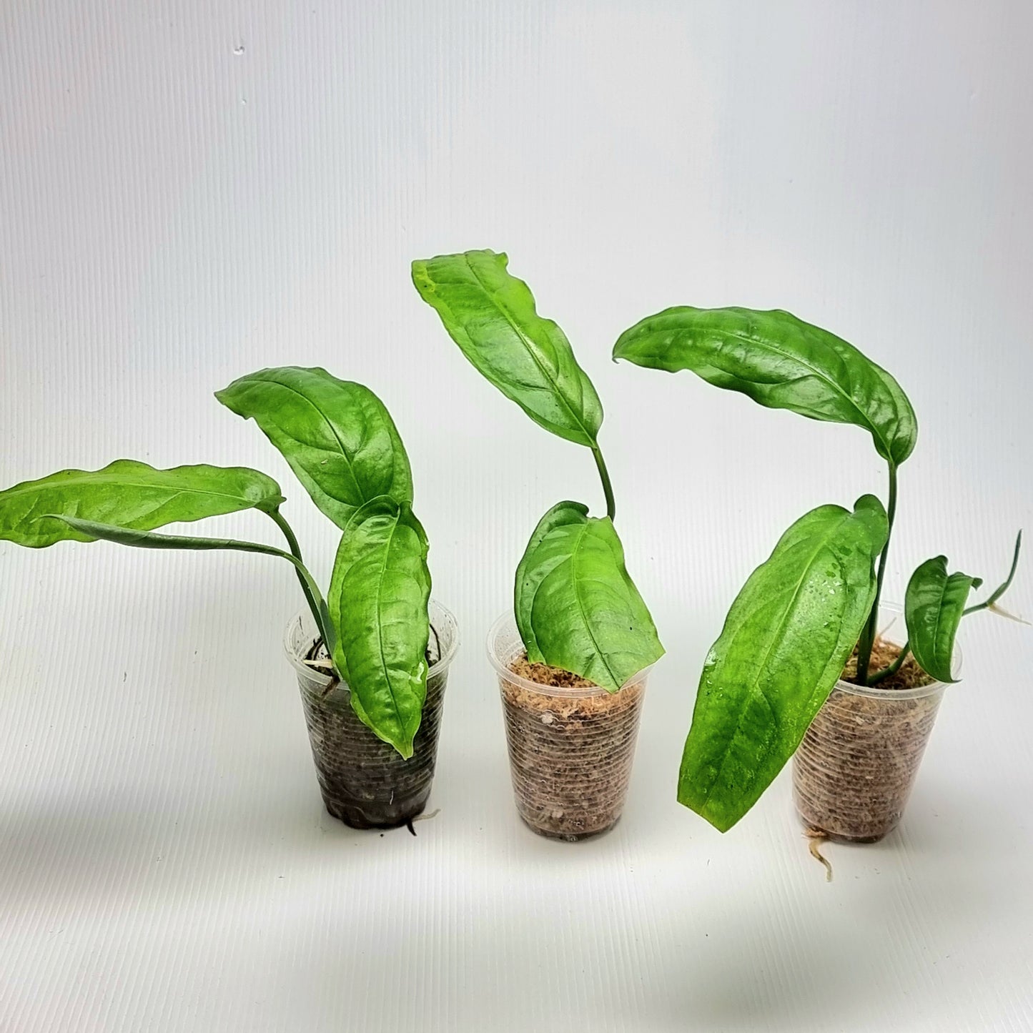 Monstera obliqua Amazonas