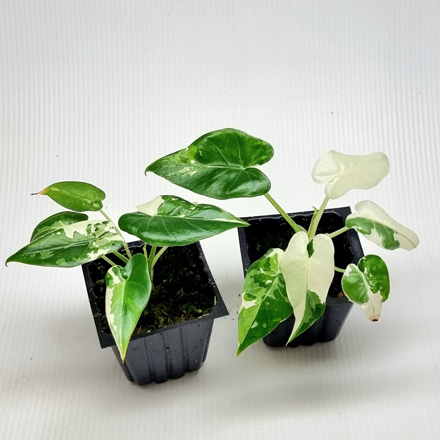 Alocasia Okinawa Silver