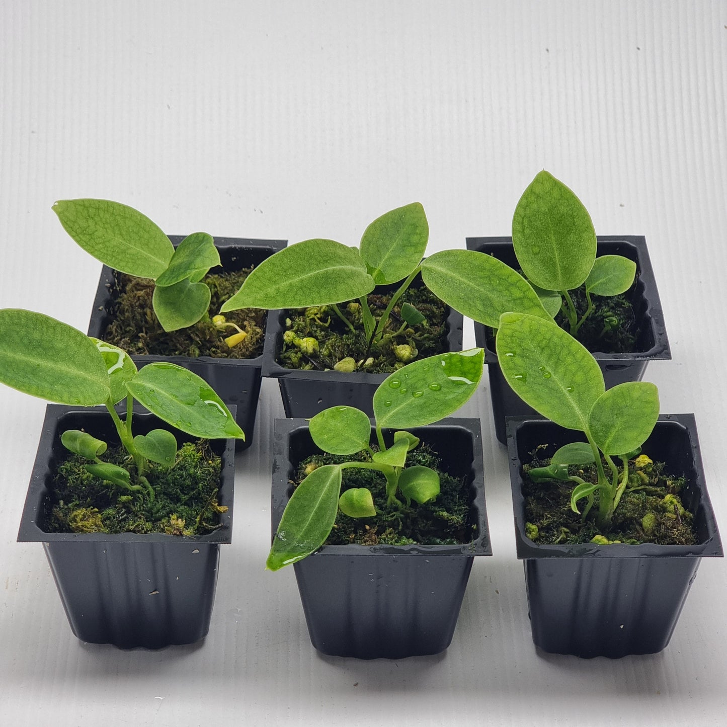 Anthurium warocqueanum