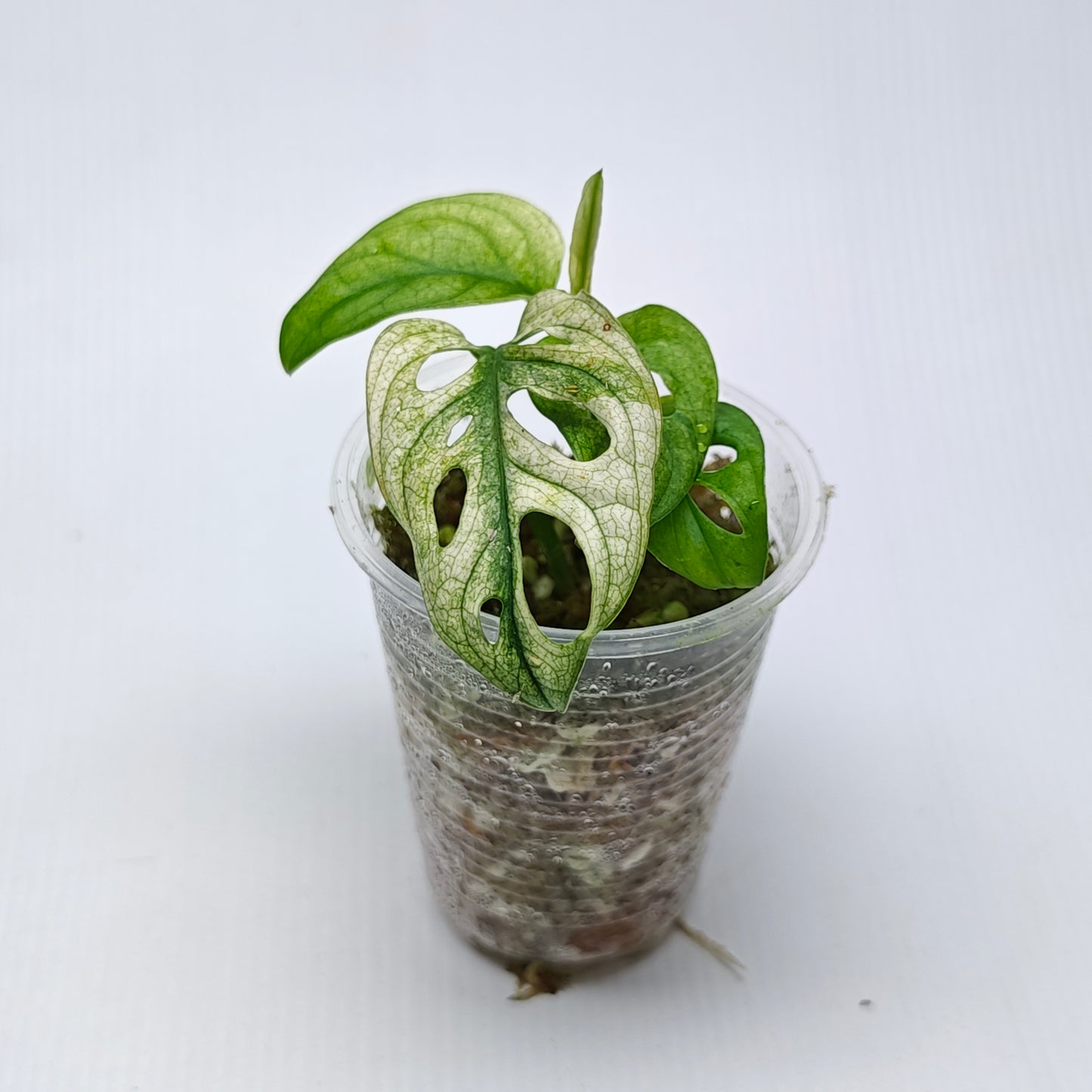 Monstera adansonii "Archipelago" variegated