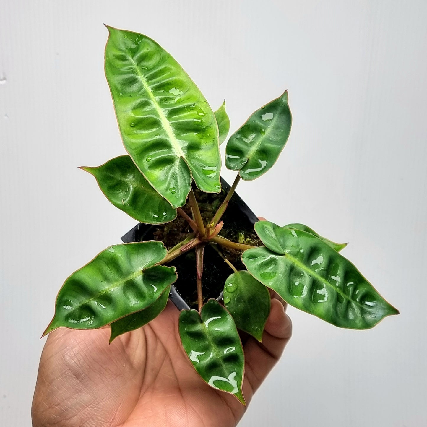Philodendron billietiae