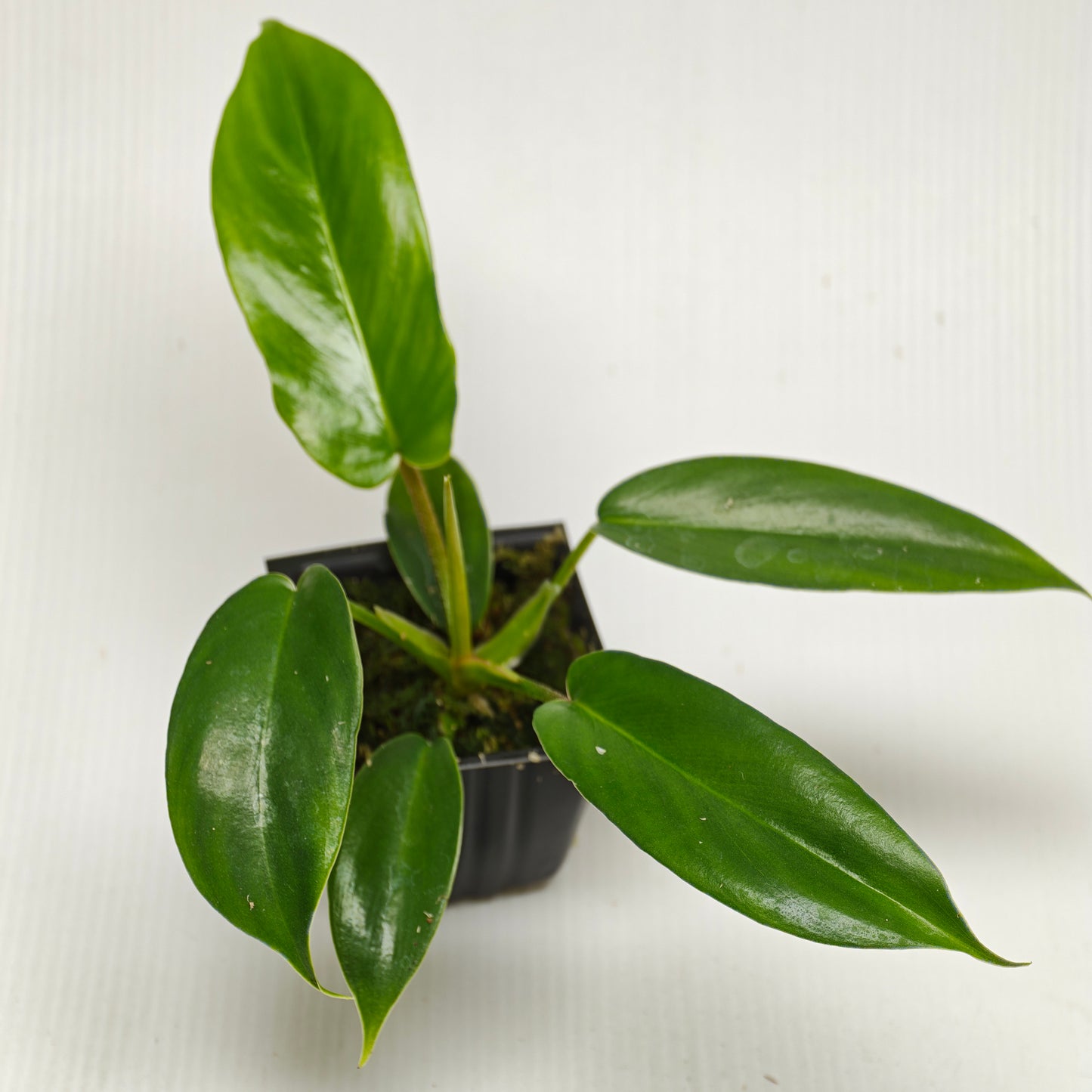Philodendron squamiferum X P. Florida Beauty REVERTED